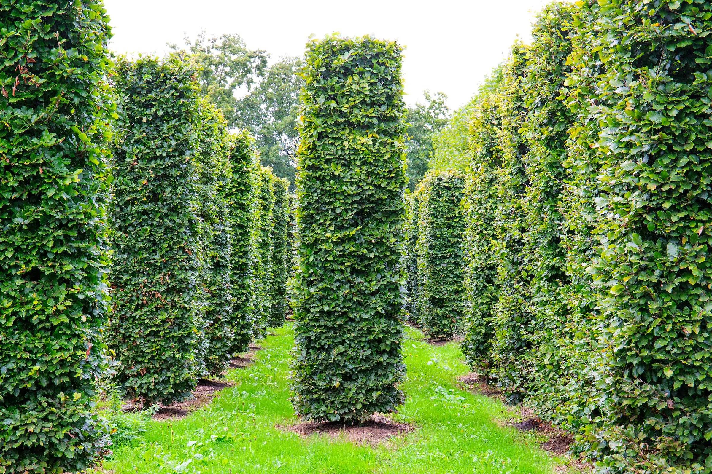 Instant hedging or value hedging: which should you choose?