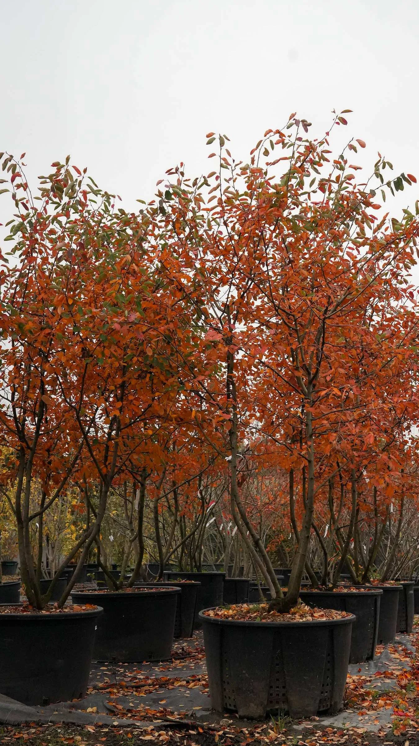 Why autumn is the best time to plant (almost) anything