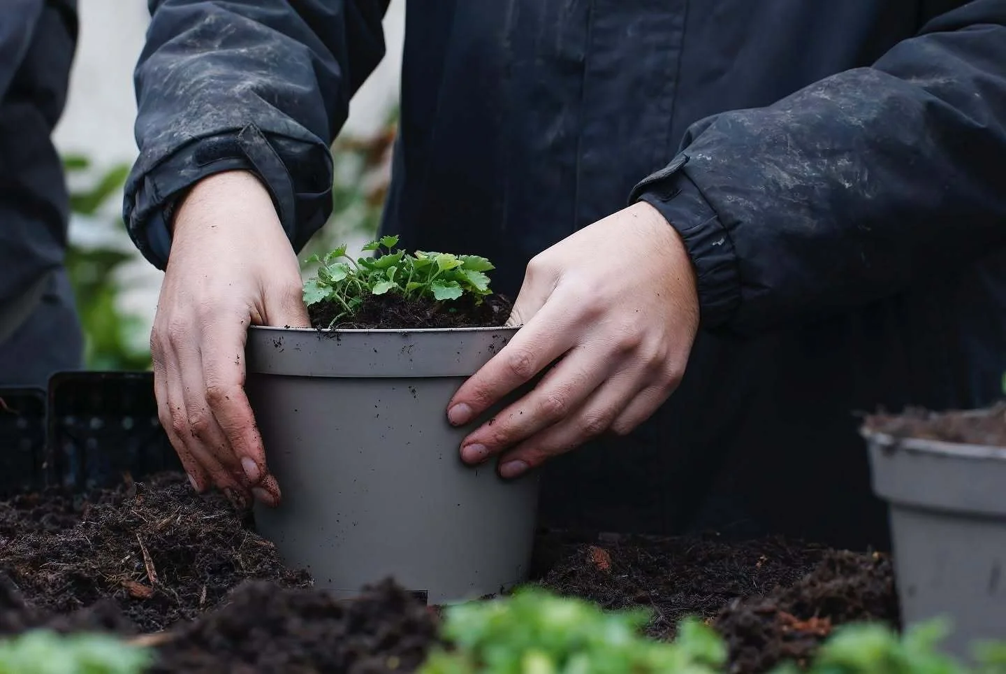 Why Form Plants is peat-free