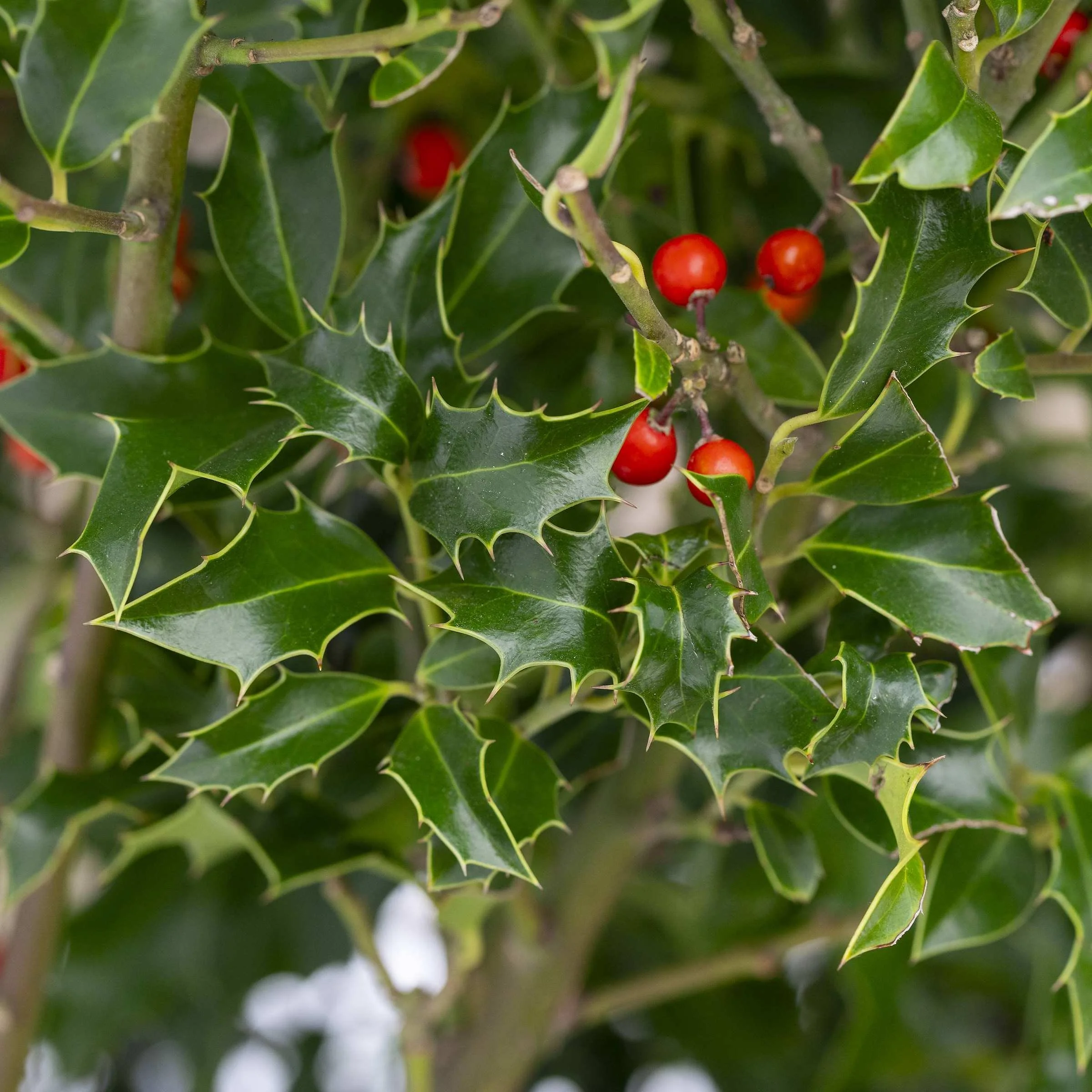 Planting a native hedge for wildlife