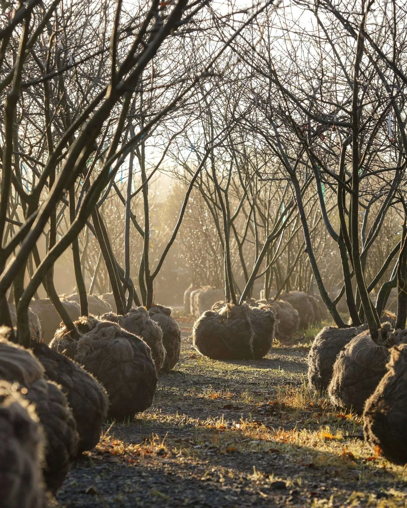 Bare-root season: what it is and why it’s the best time to plant