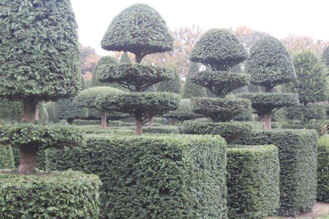 When to clip topiary: a year-round calendar