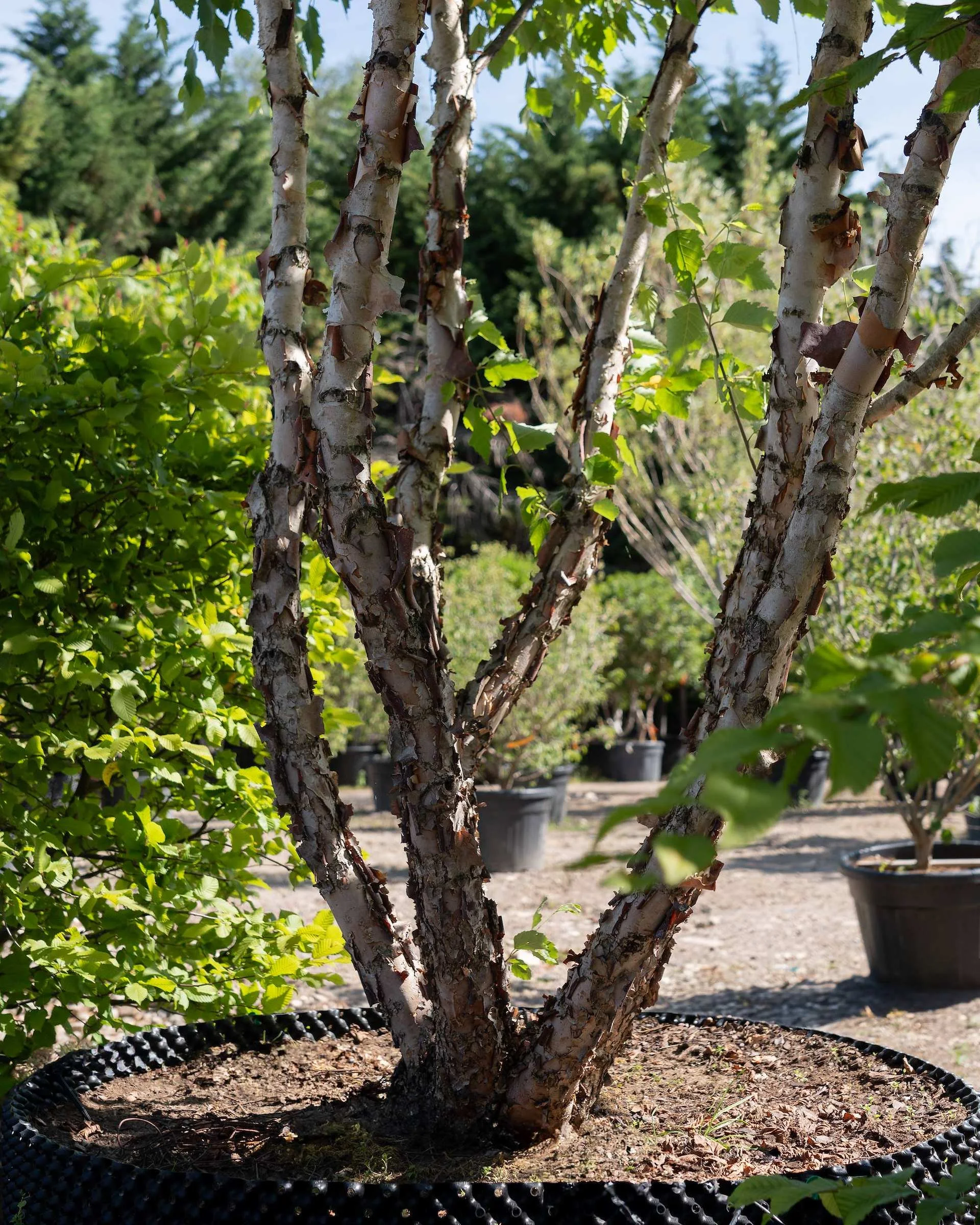 Five multi-stem trees for a changing climate
