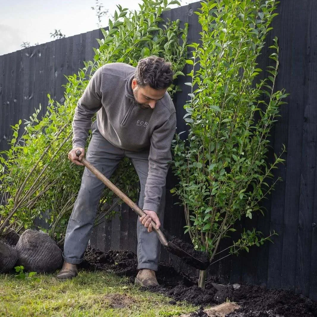 How to plant a hedge: spacing, timing and aftercare