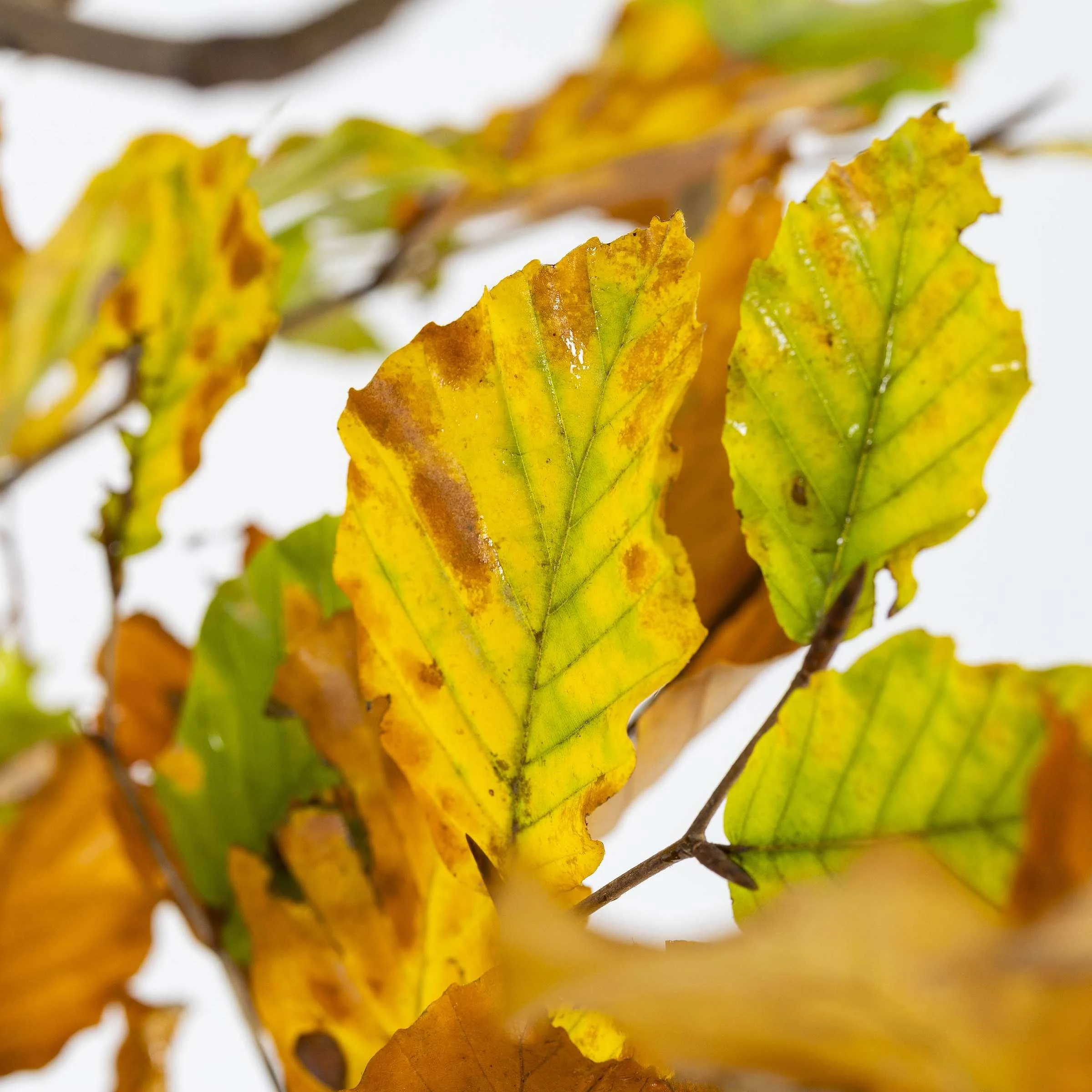 Beech or hornbeam? Choosing the right hedge for your garden