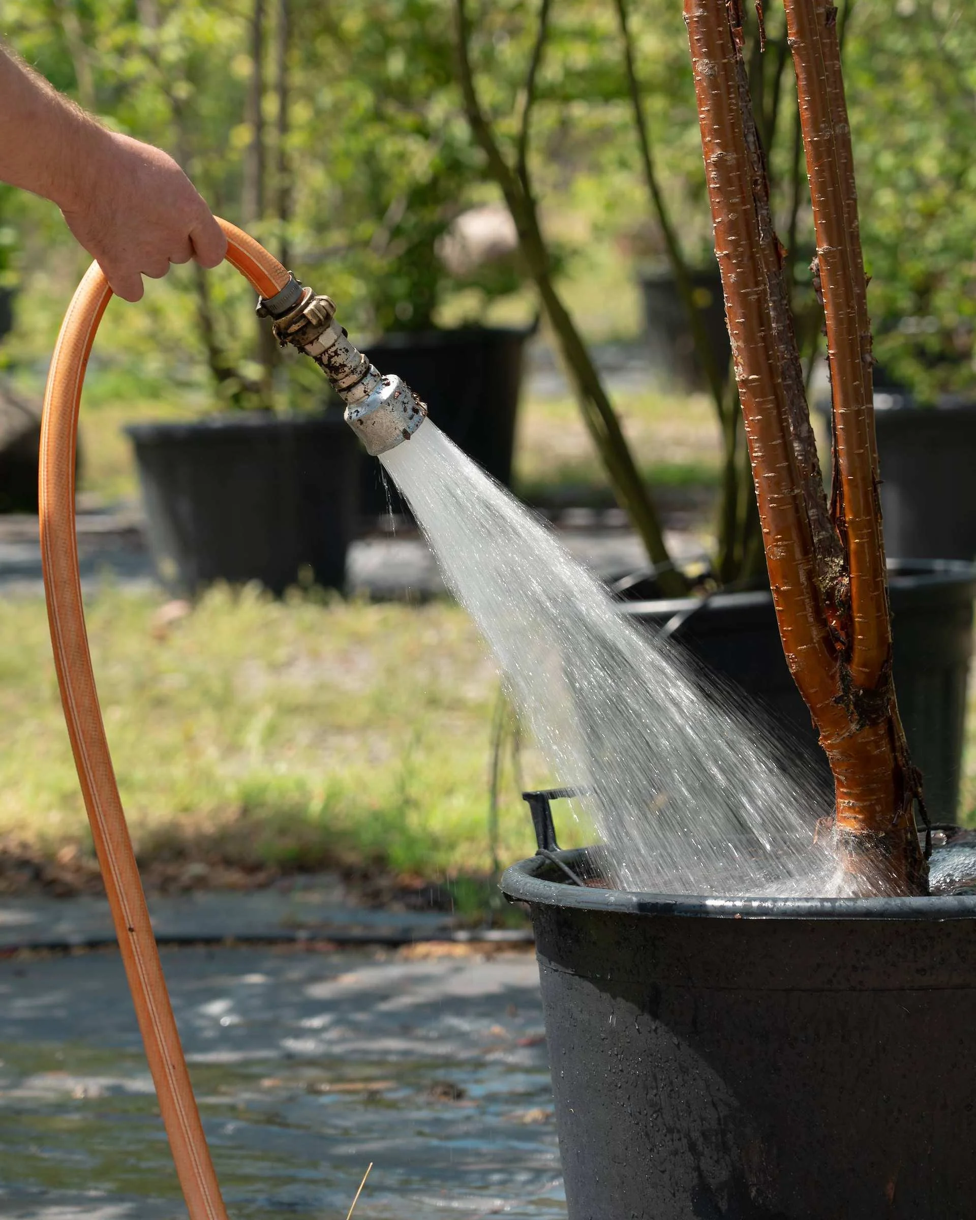 How to water and feed new trees and hedges