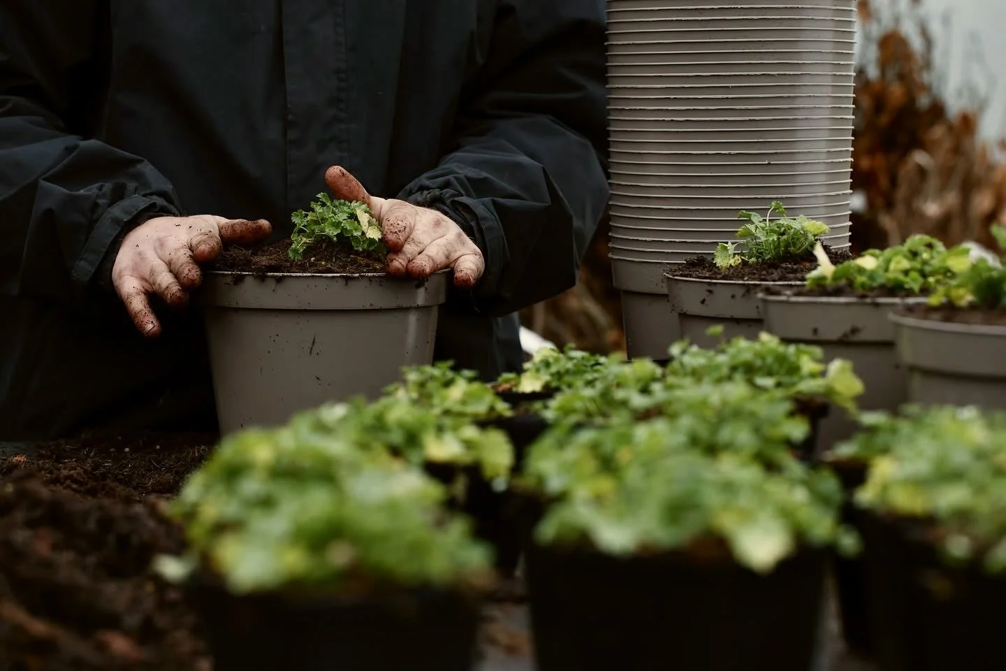 Contract growing: plants grown for your project