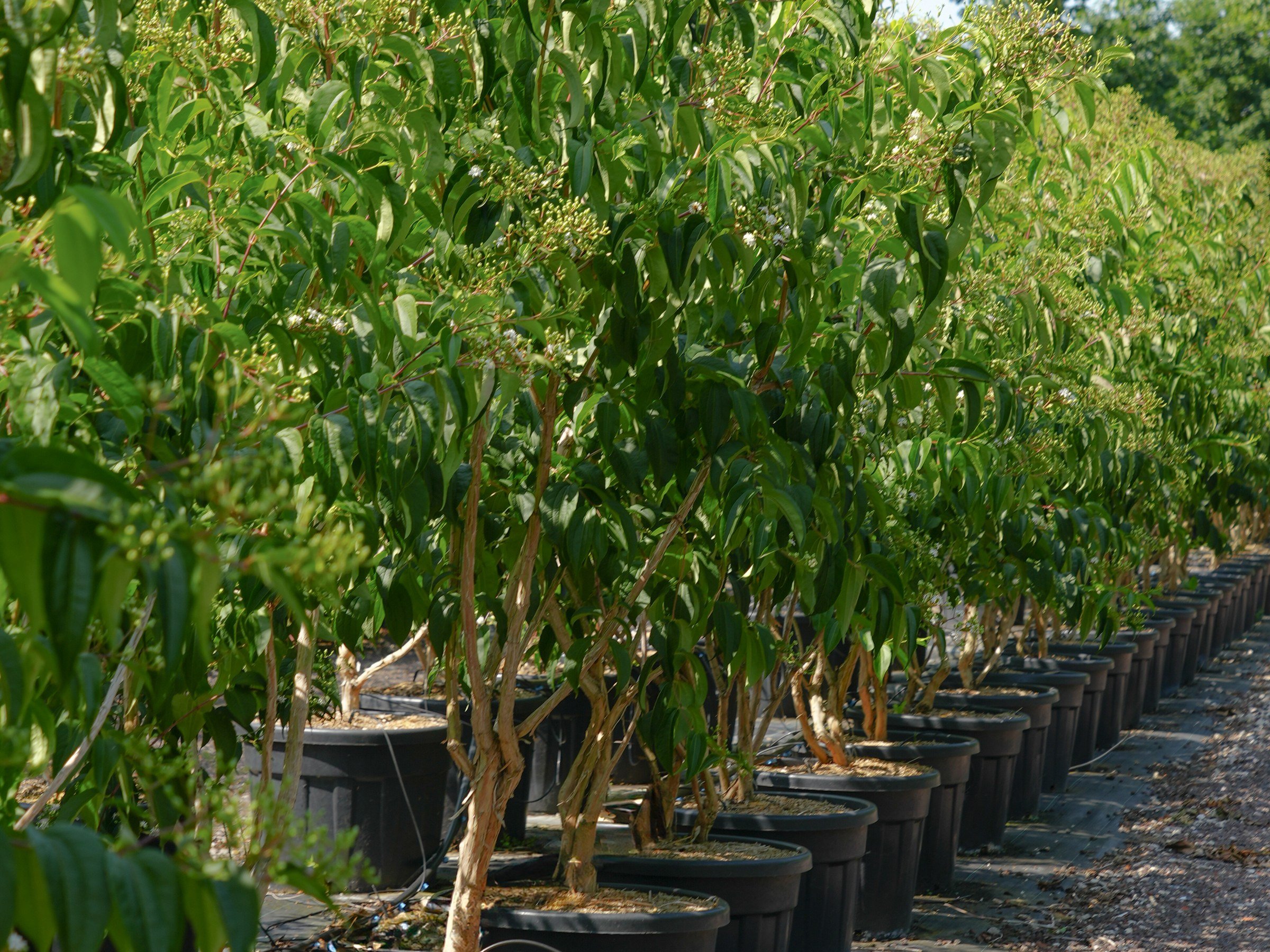 The best trees for climate resilience, and why we’ve stopped recommending silver birch