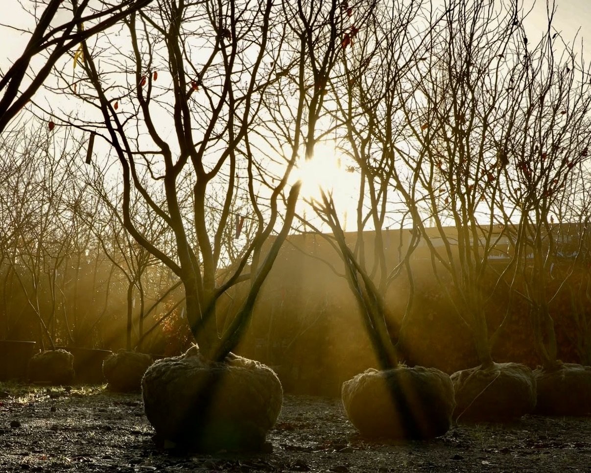 How to choose a specimen tree: what to look for at the nursery