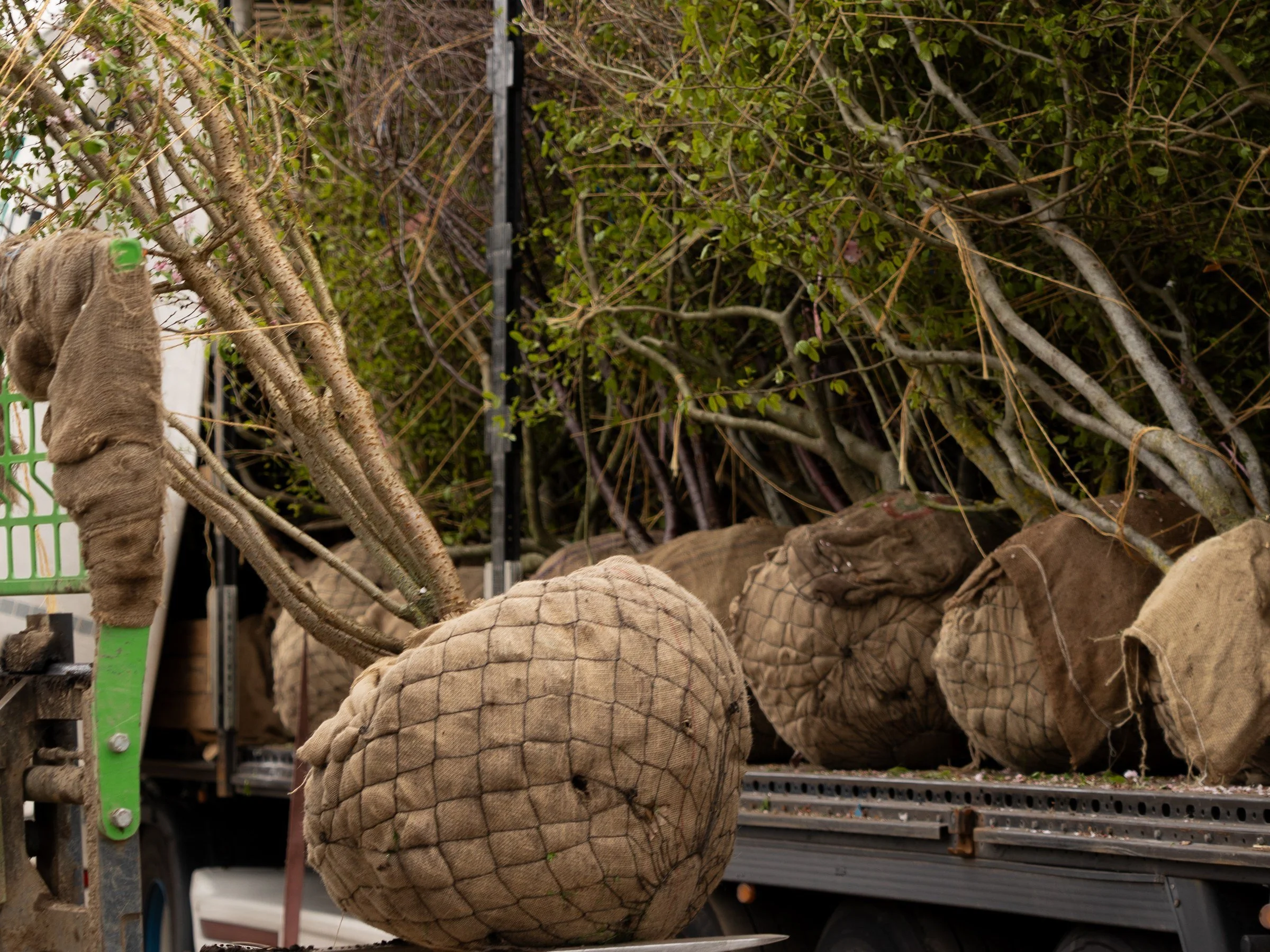 Why root-balled trees offer the best value