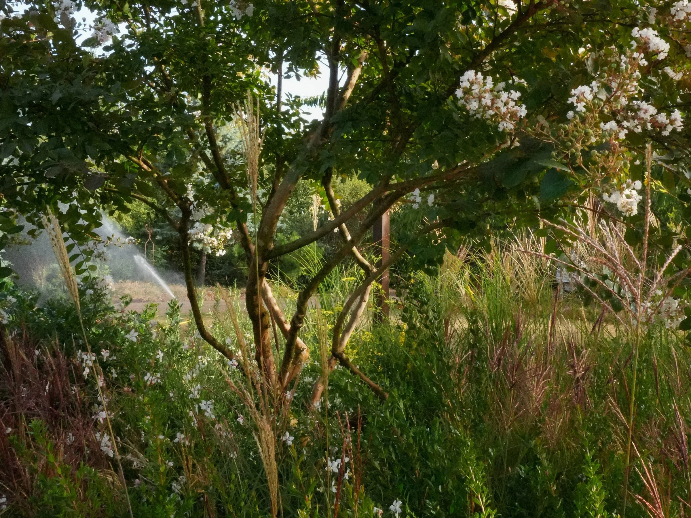 How multi-stem trees bring sculpture to your garden
