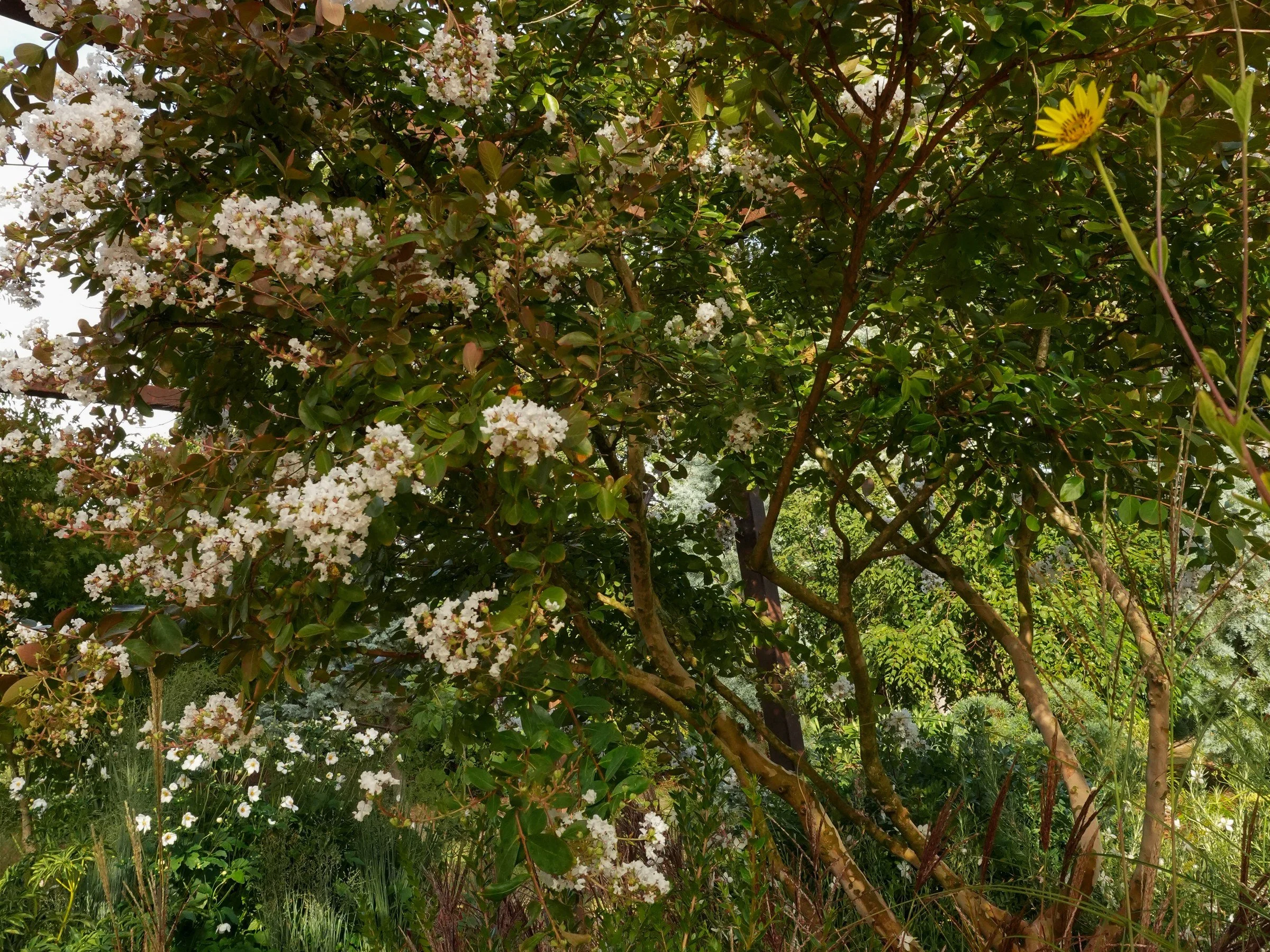 The best trees for a London garden