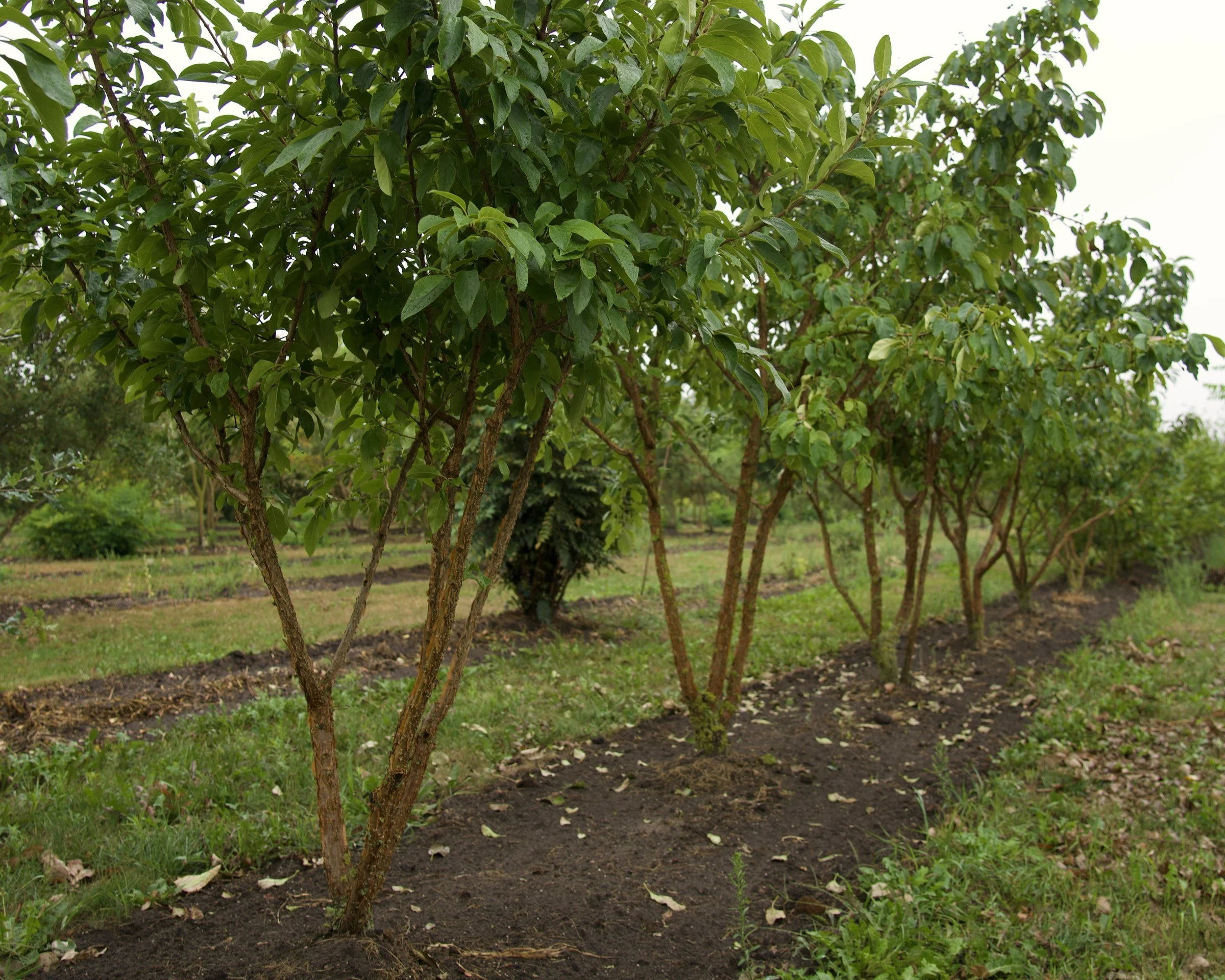 Field-grown or container-grown trees: which is right for you?