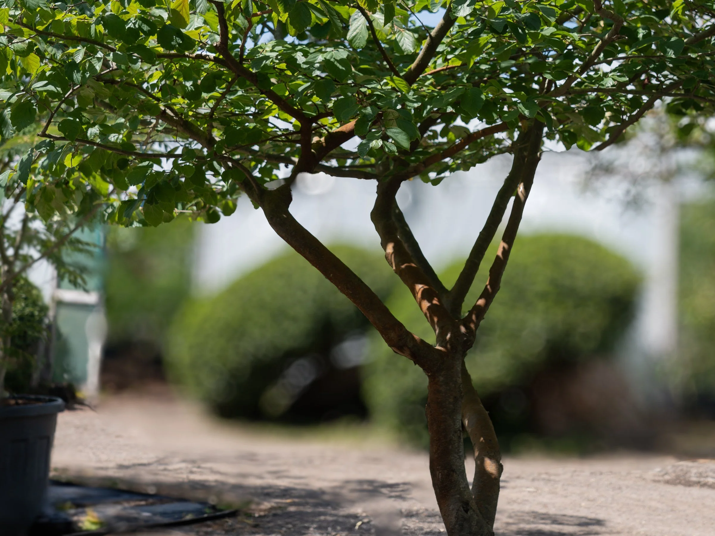 How to prune a multi-stem tree