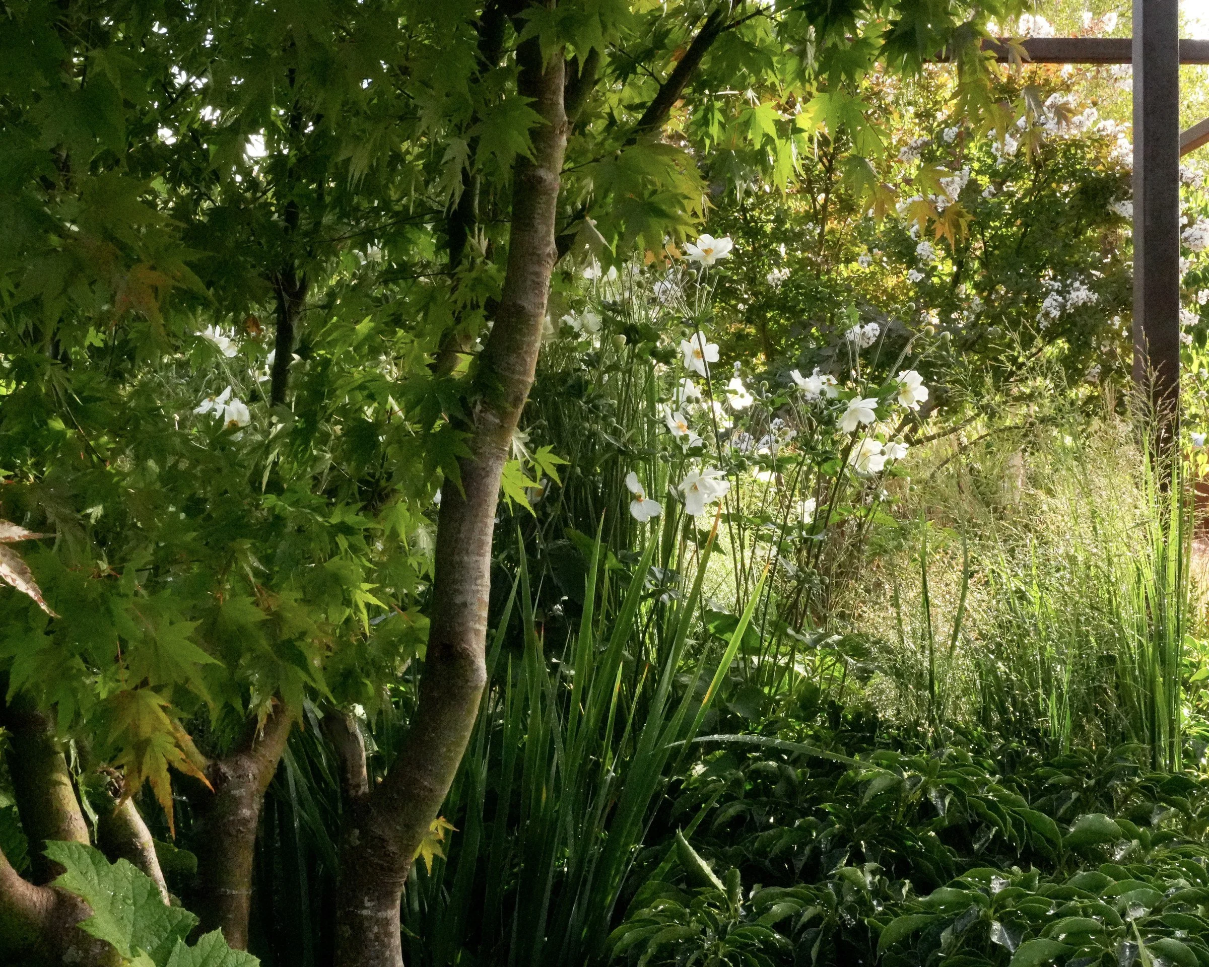 How to plant a multi-stem tree: a step-by-step guide