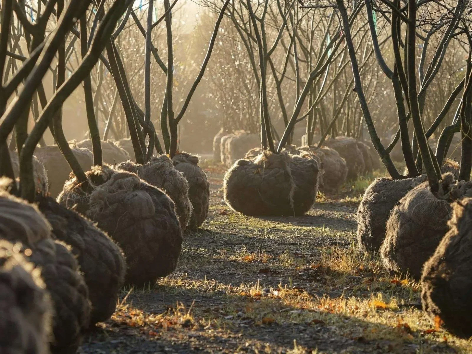 How to look after a tree through the year