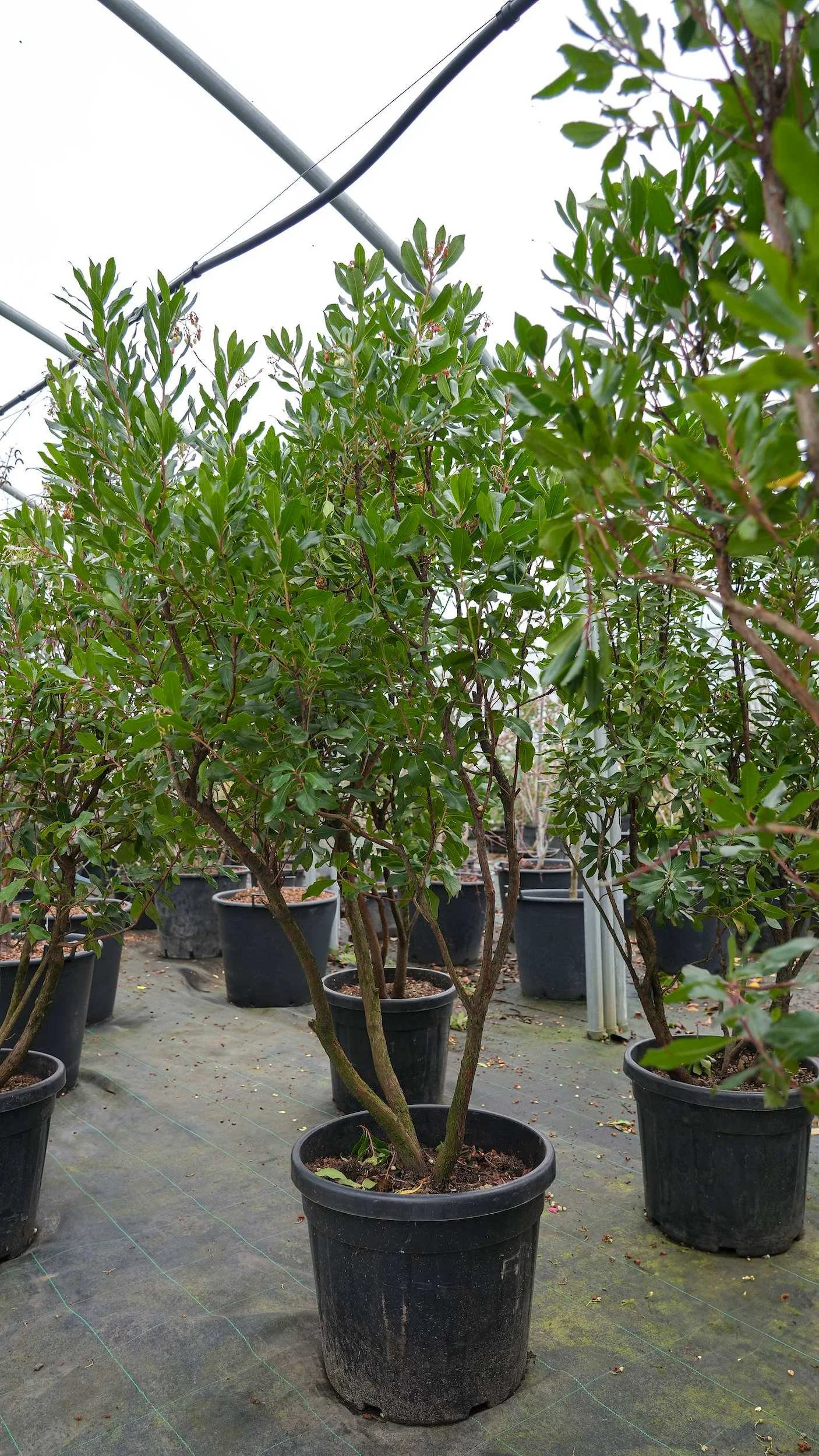 Arbutus unedo Multi-stem at the Form Plants nursery