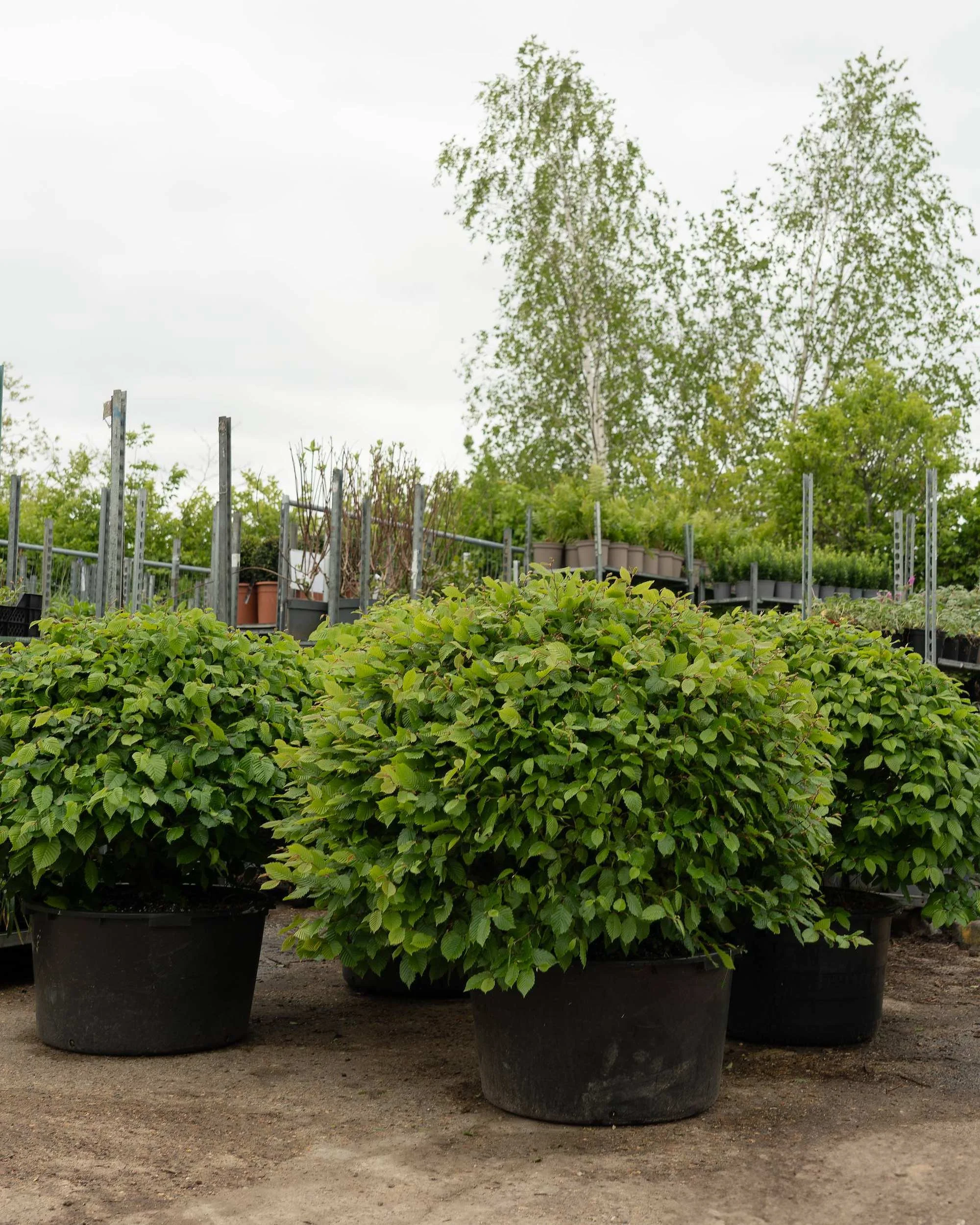 Hornbeam topiary balls (Carpinus betulus) at the Form Plants nursery