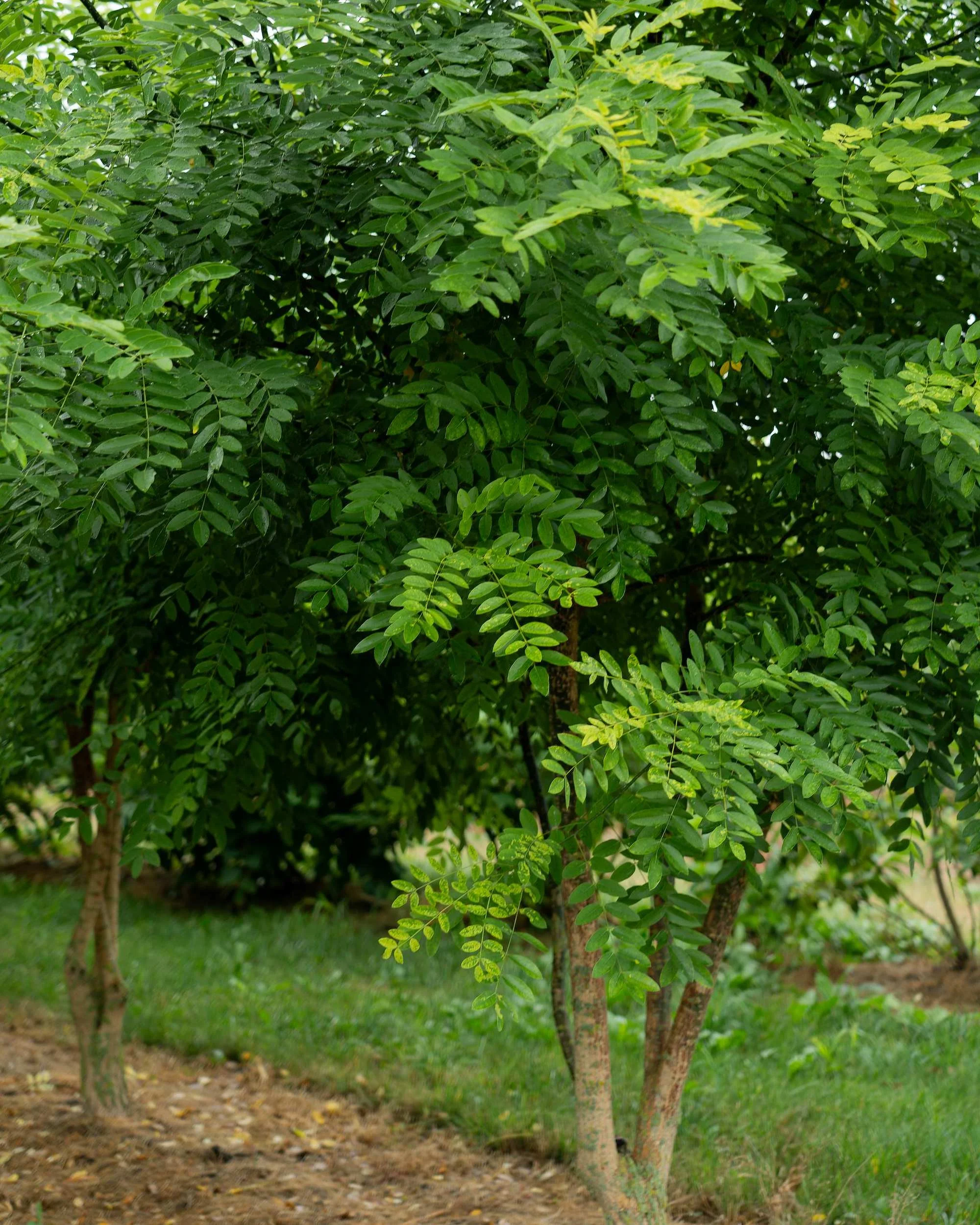 Sophora japonica Multi-stem at the Form Plants nursery