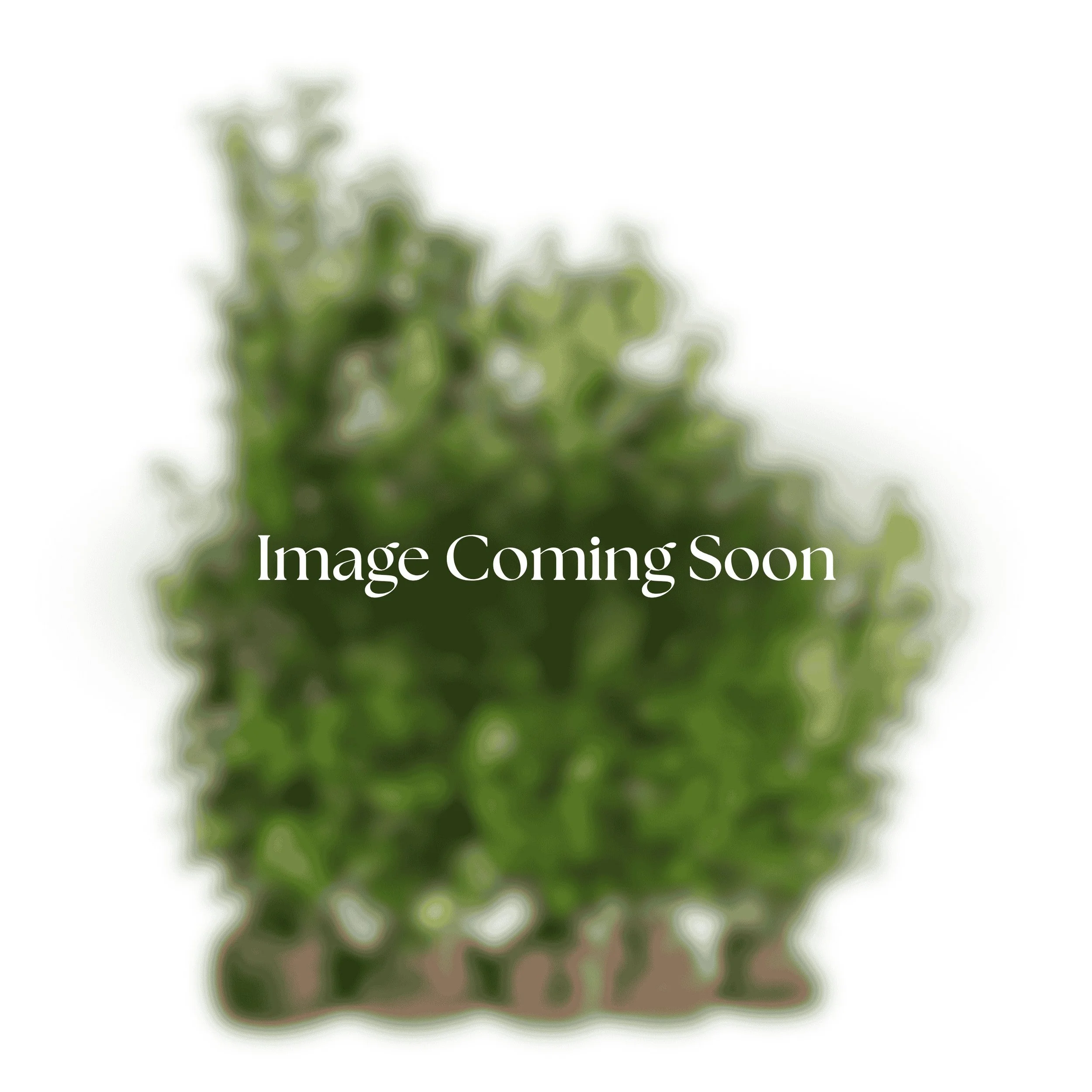 Phillyrea angustifolia, photograph coming soon