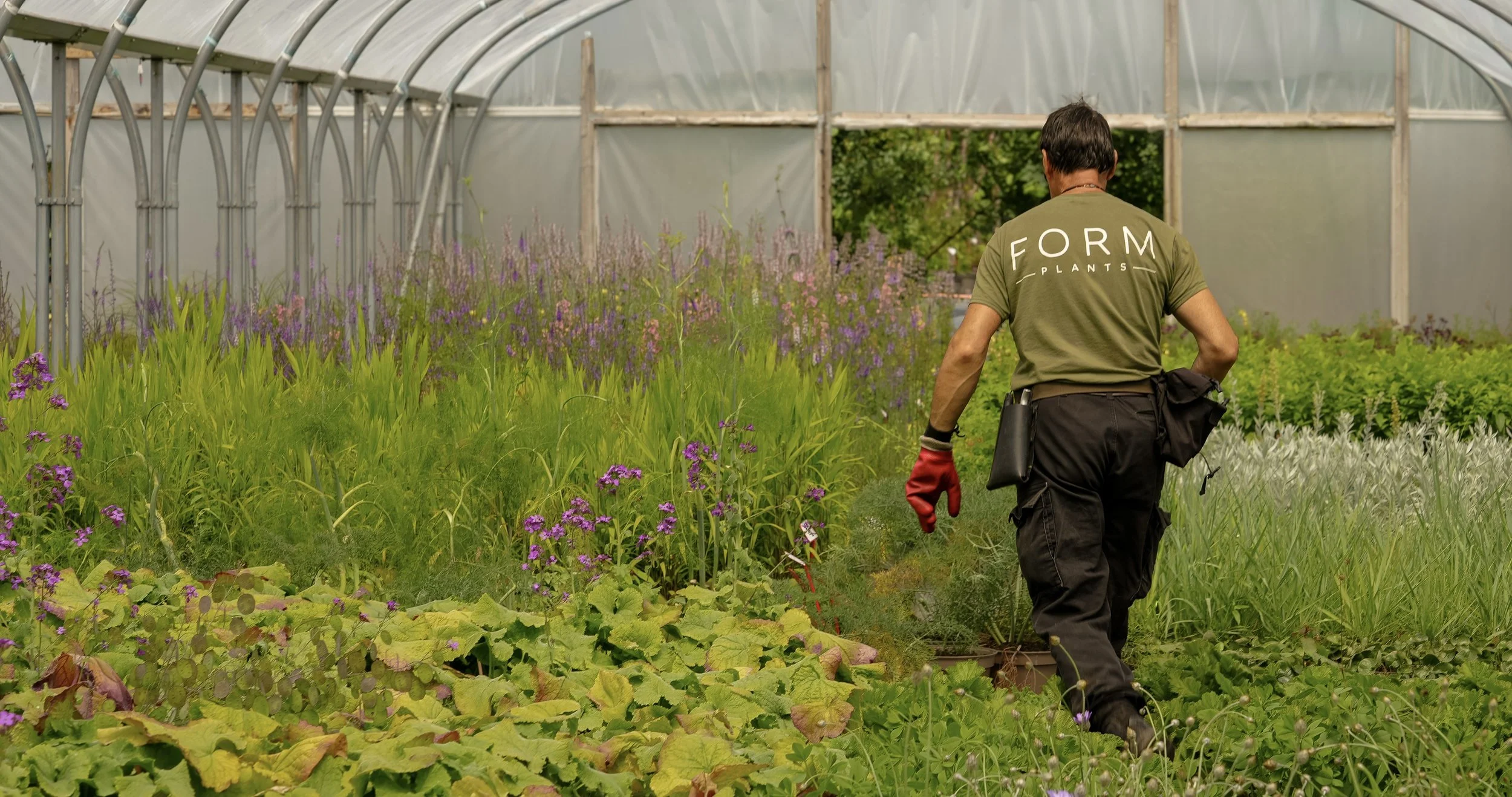 Form Plants nursery team member walking through a polytunnel of perennials and grasses