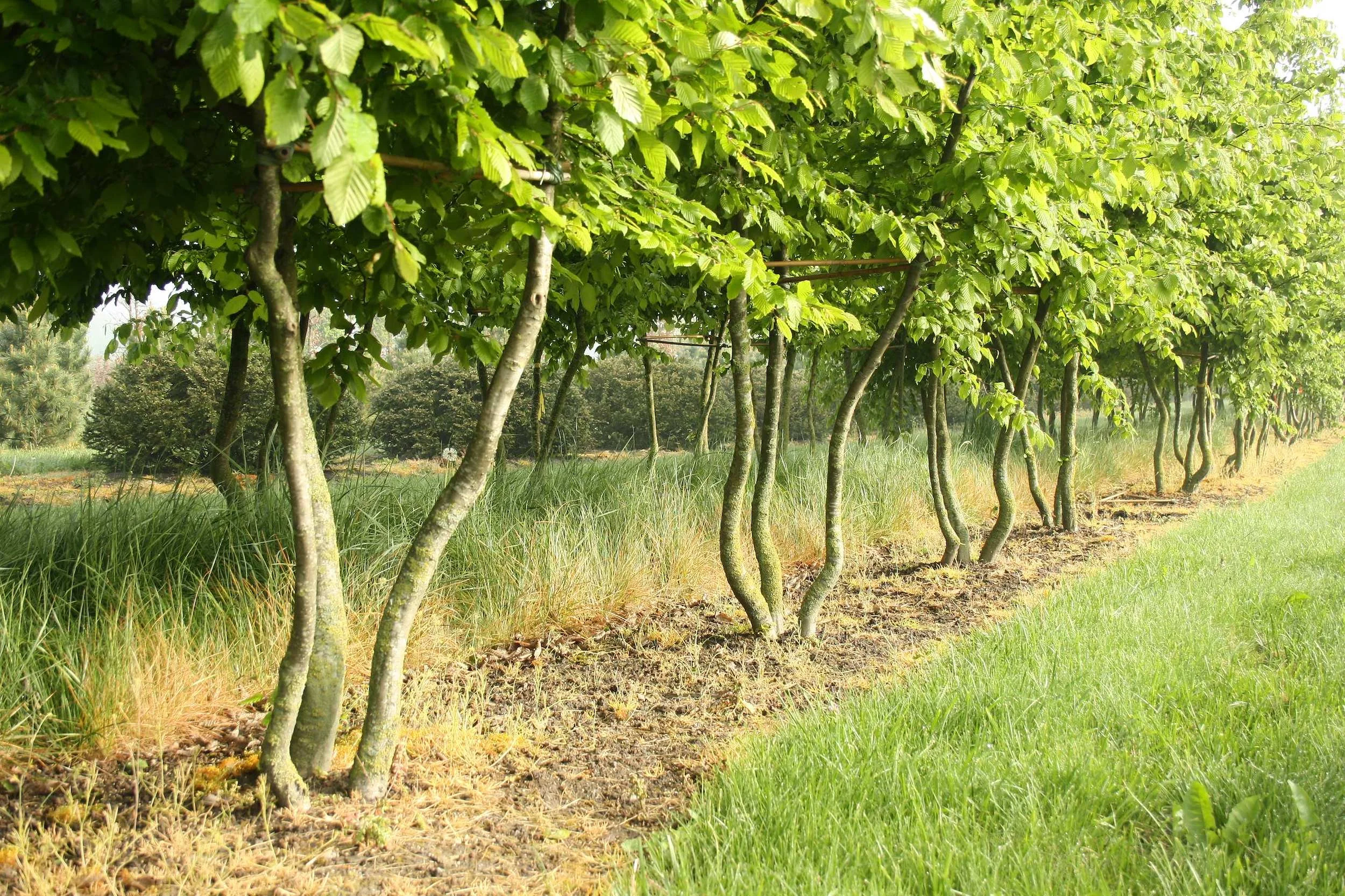 Carpinus betulus Multi-stem | Hornbeam Tree | Form Plants