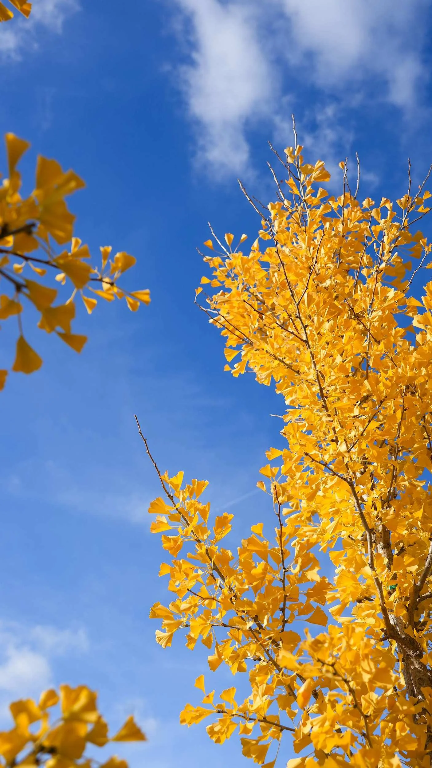 Ginkgo biloba Multi-stem at the Form Plants nursery
