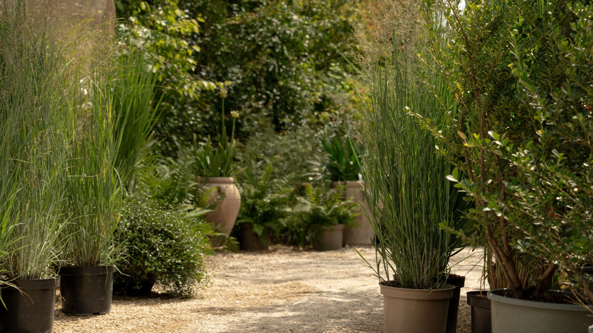Potted grasses, ferns and shrubs lining a gravel path at the Form Plants nursery