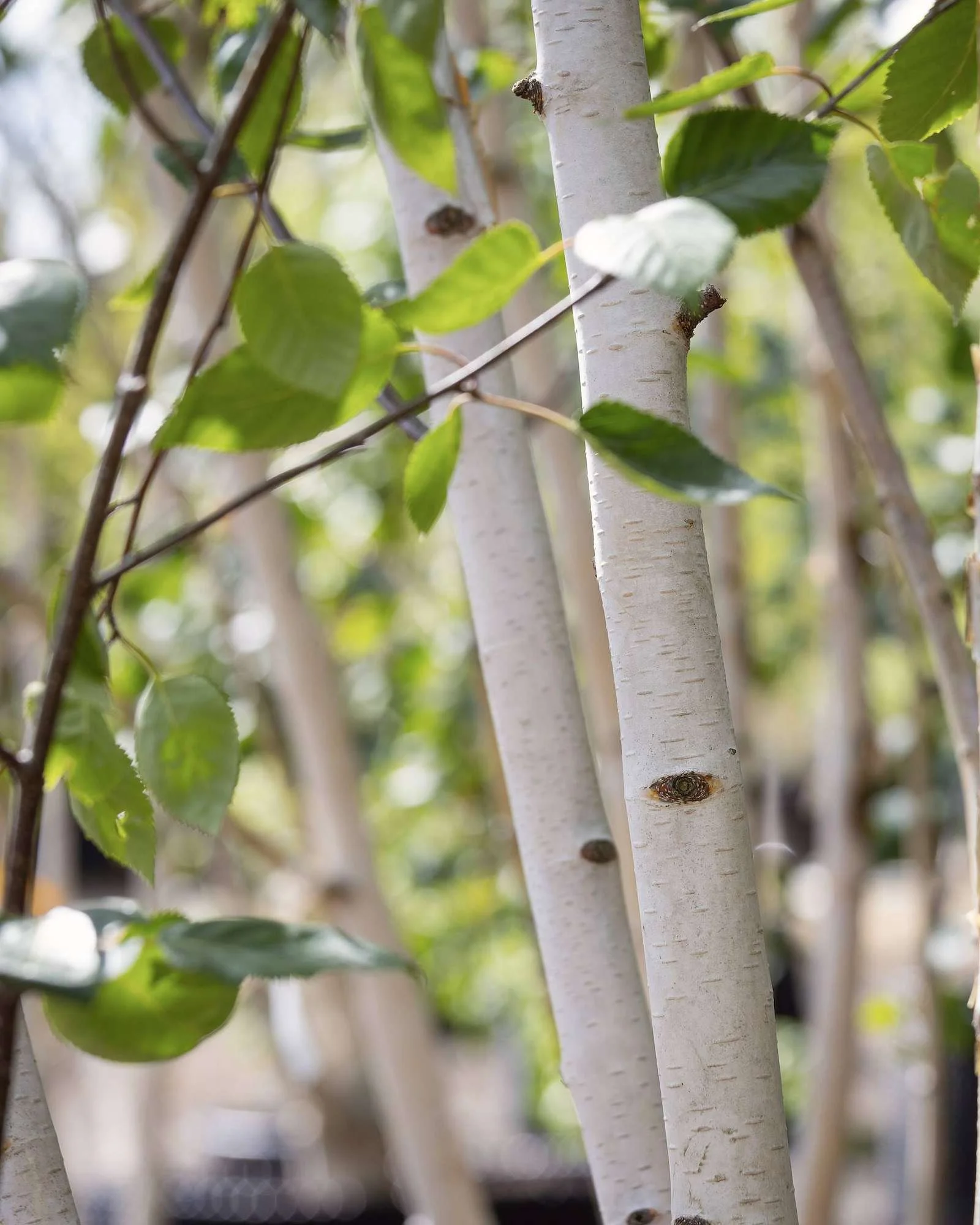 White birch stems among specimen trees on the nursery, part of current trade-only offers
