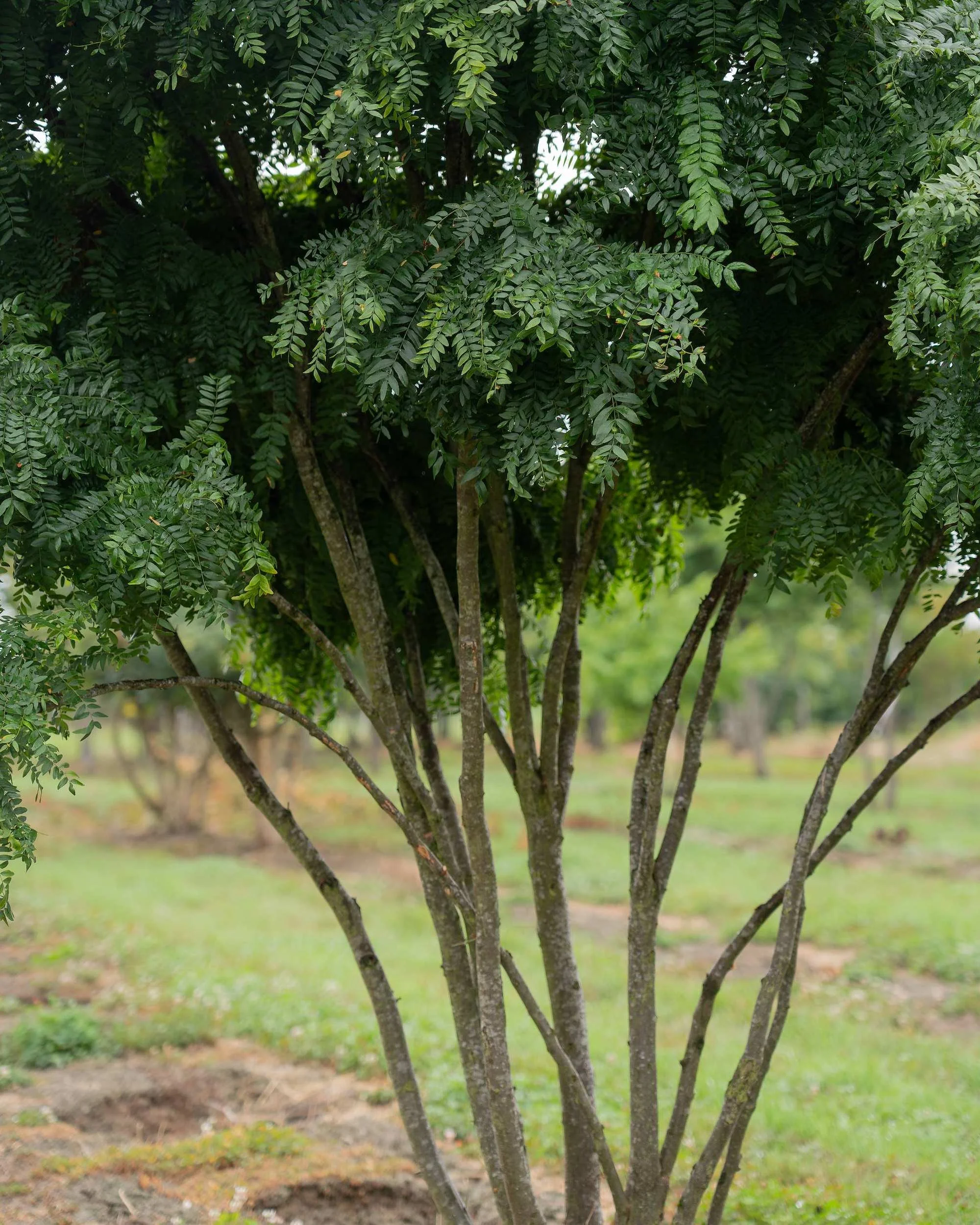 Gleditsia triacanthos var. inermis Multi-stem at the Form Plants nursery