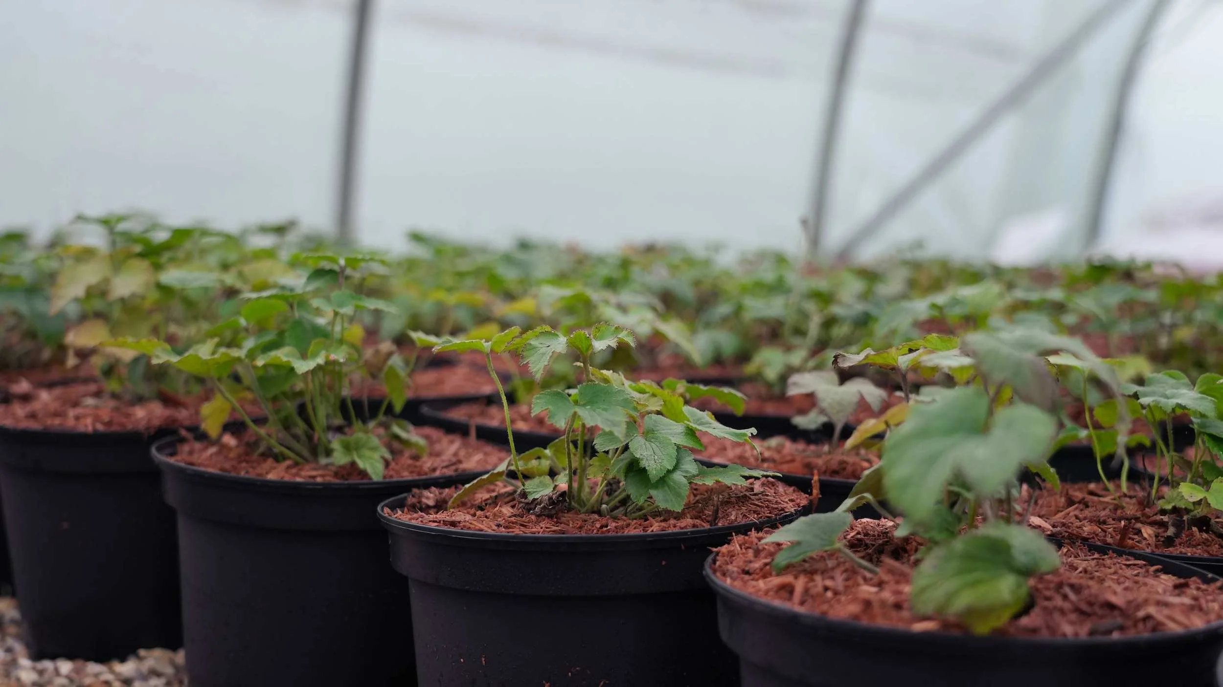 Young plants growing on in pots in a polytunnel at the Form Plants nursery