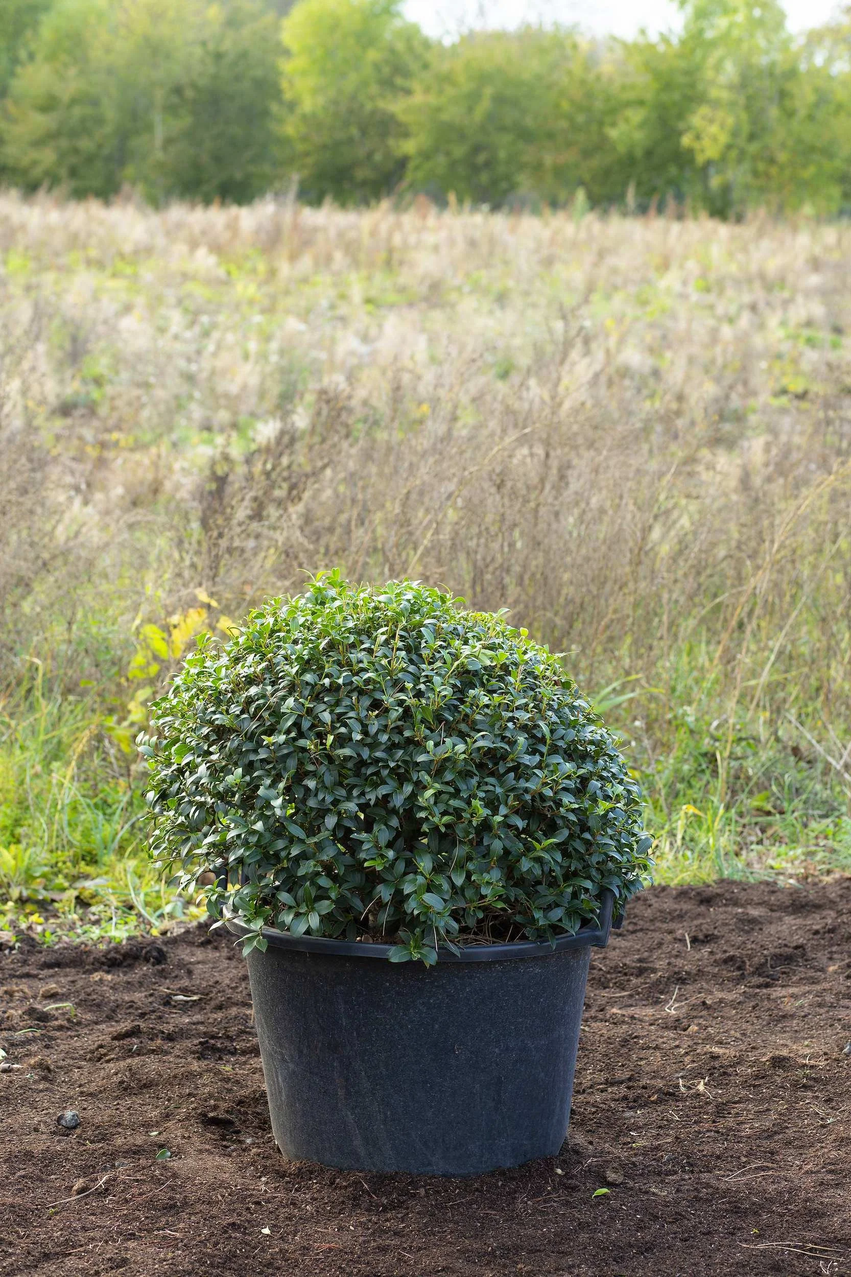 Clipped topiary ball grown at the Form Plants nursery