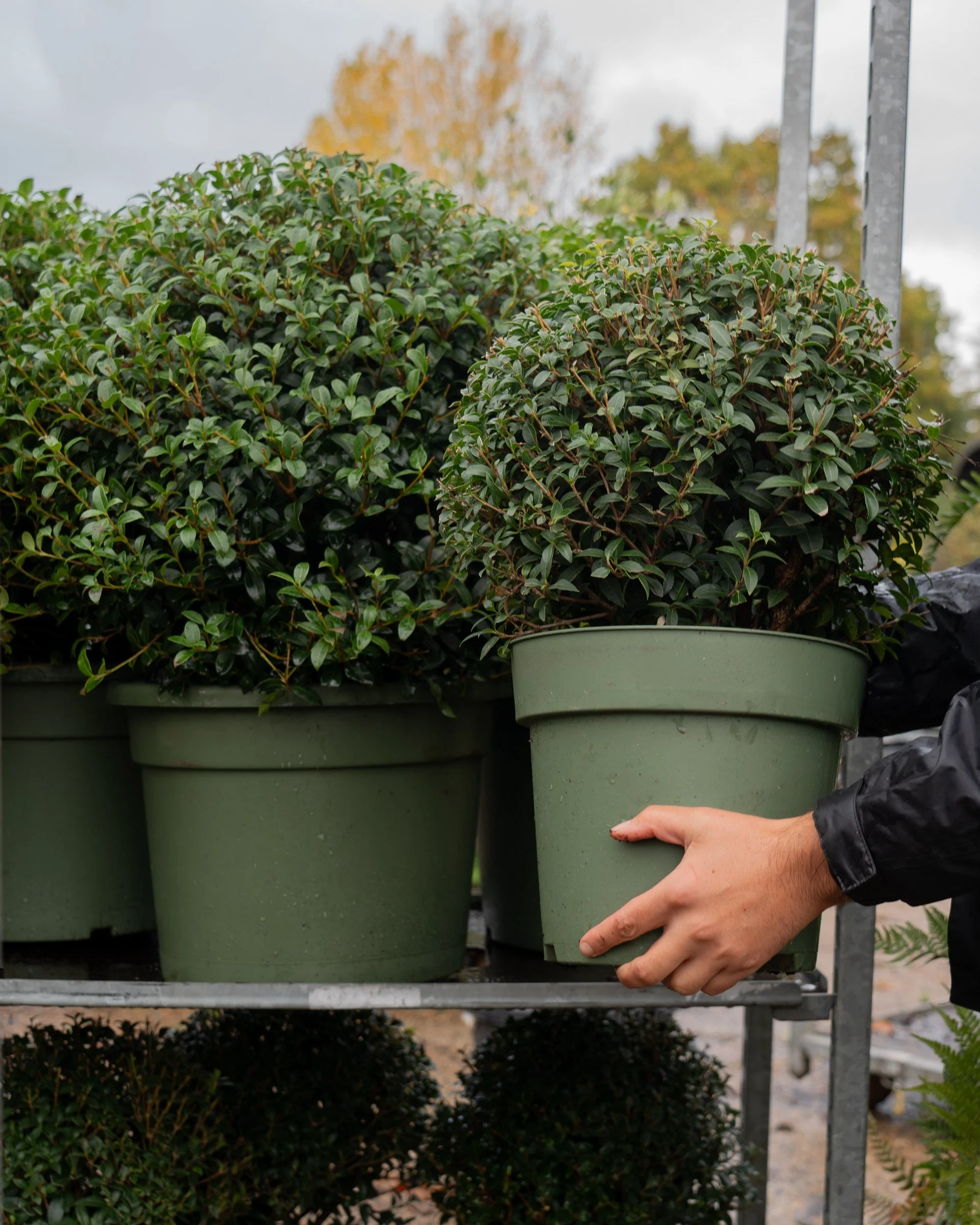 Clipped topiary domes in green pots being lifted onto a nursery trolley at Form Plants