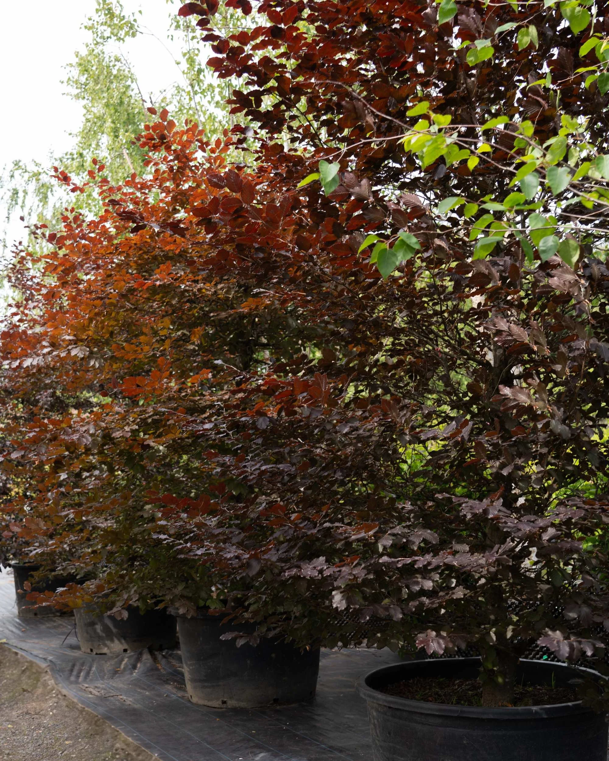 Fagus sylvatica Atropunicea Standard Tree at the Form Plants nursery