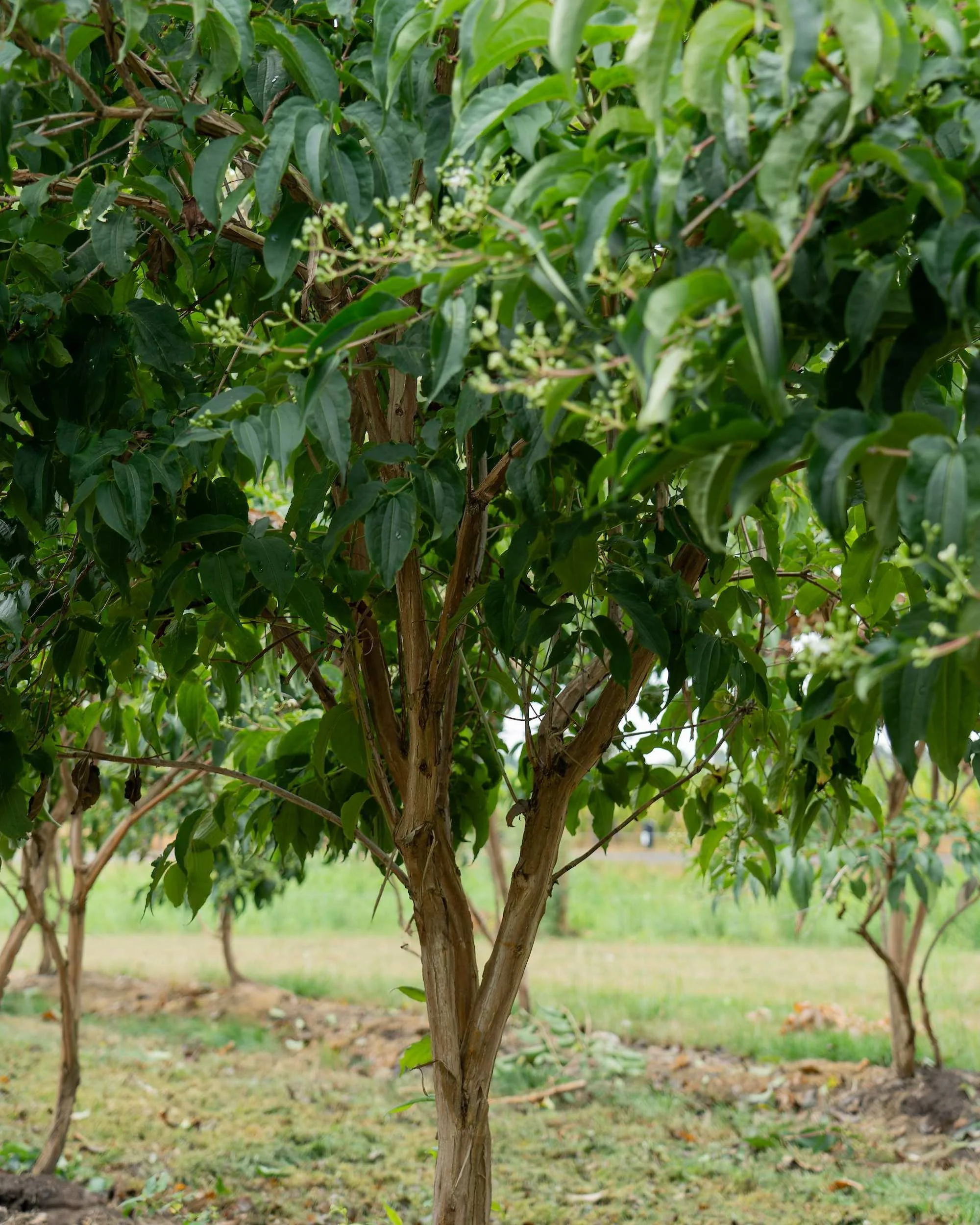 Heptacodium miconioides Multi-stem Tree at the Form Plants nursery