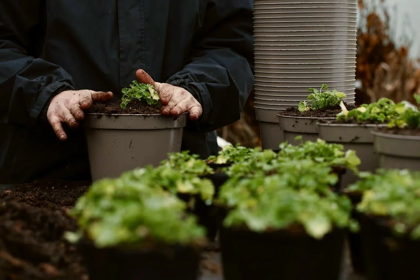 Potting up young plants by hand at the Form Plants nursery