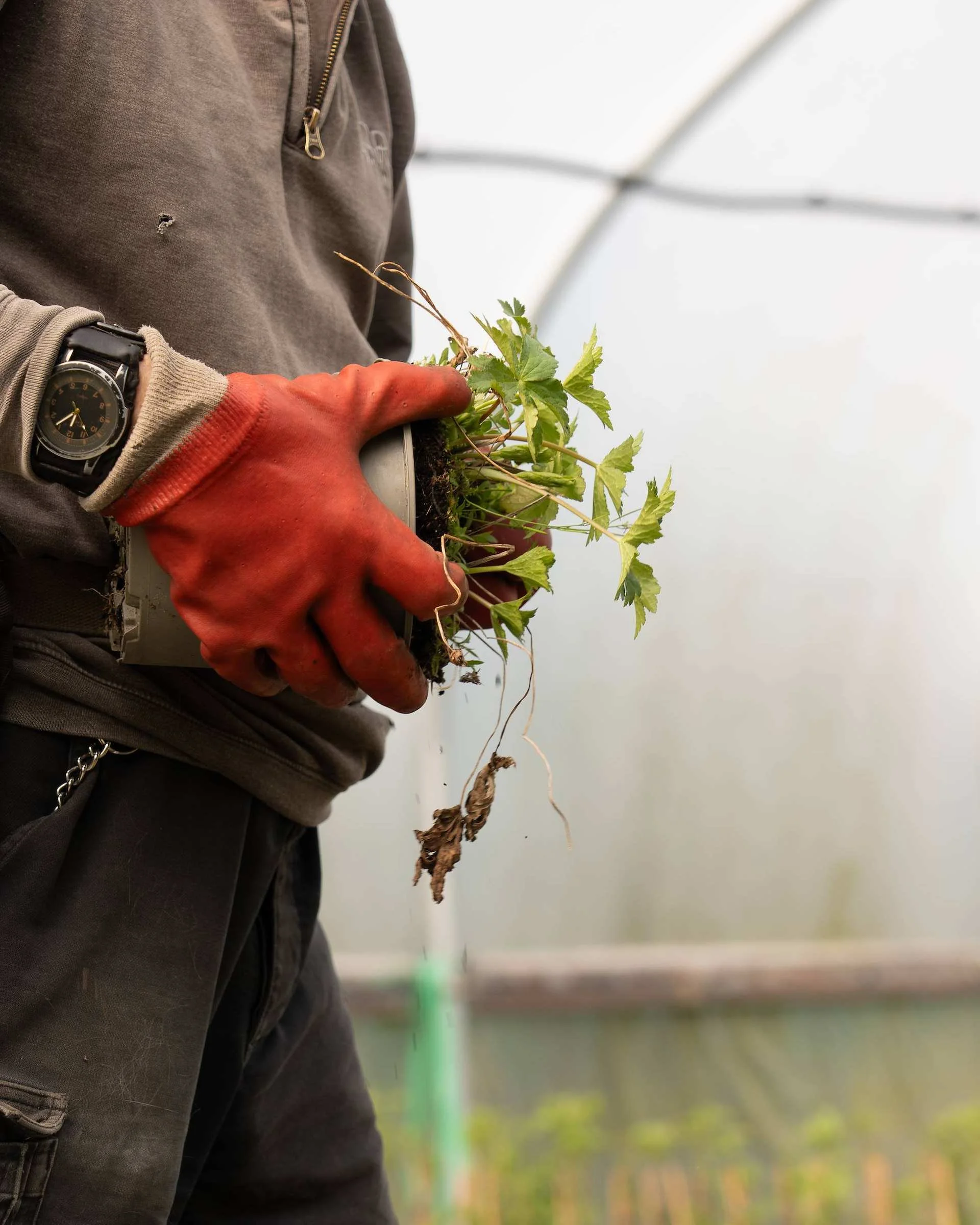 Preparing young perennial plants for propagation in the tunnels