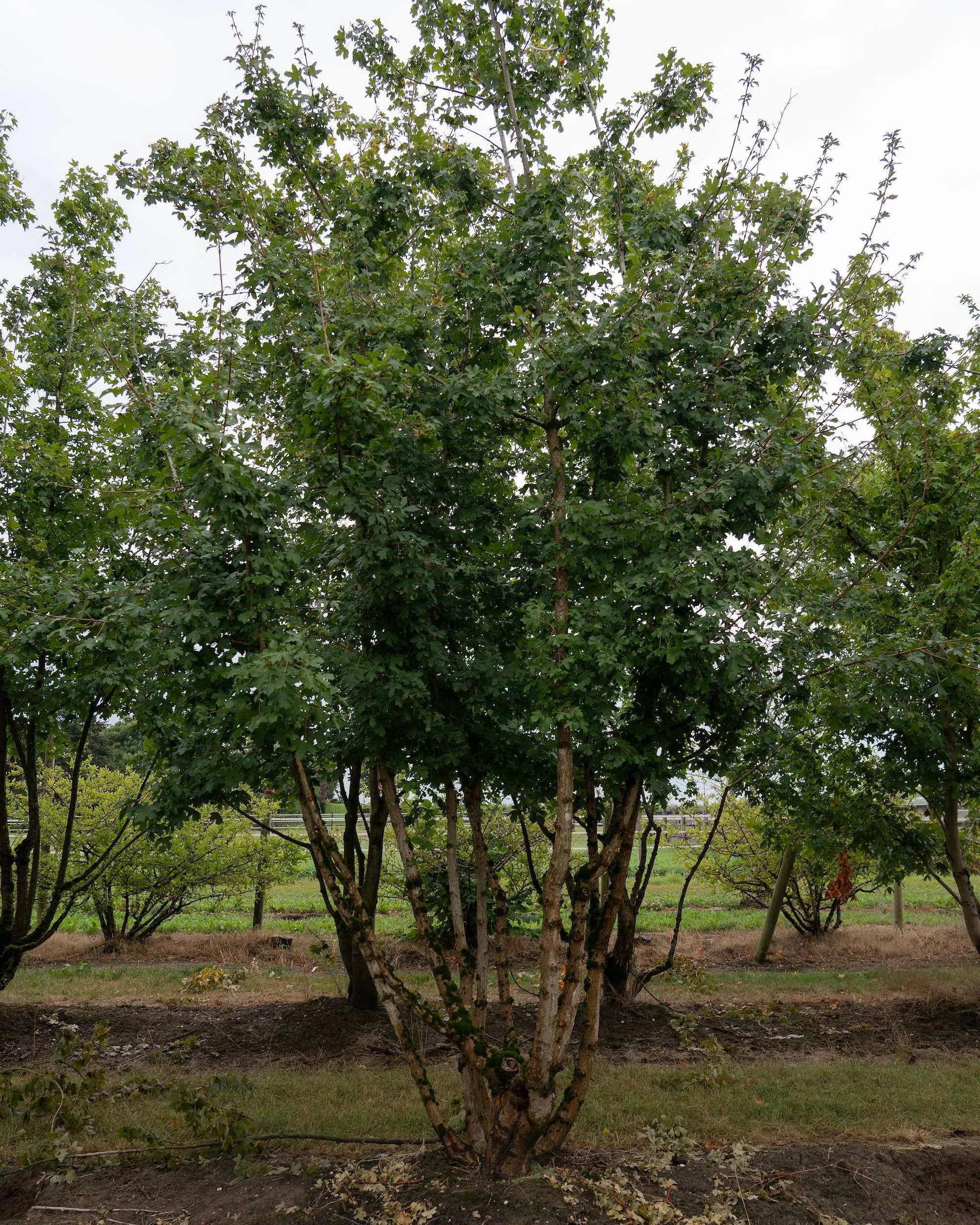 Acer campestre multi-stem tree growing in the nursery field