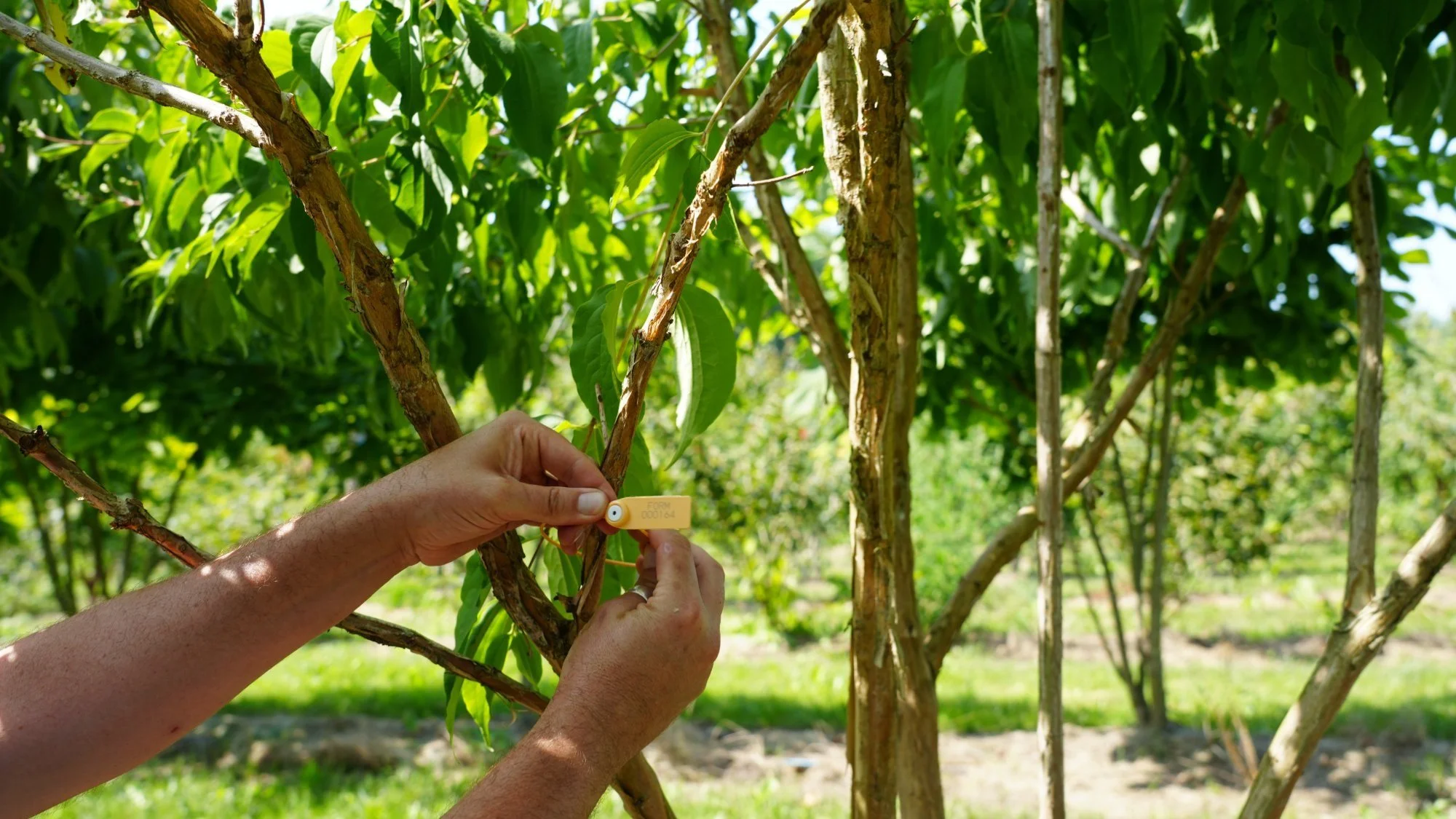 Fixing a numbered Form Plants tag to a hand-selected multi-stem tree in the field