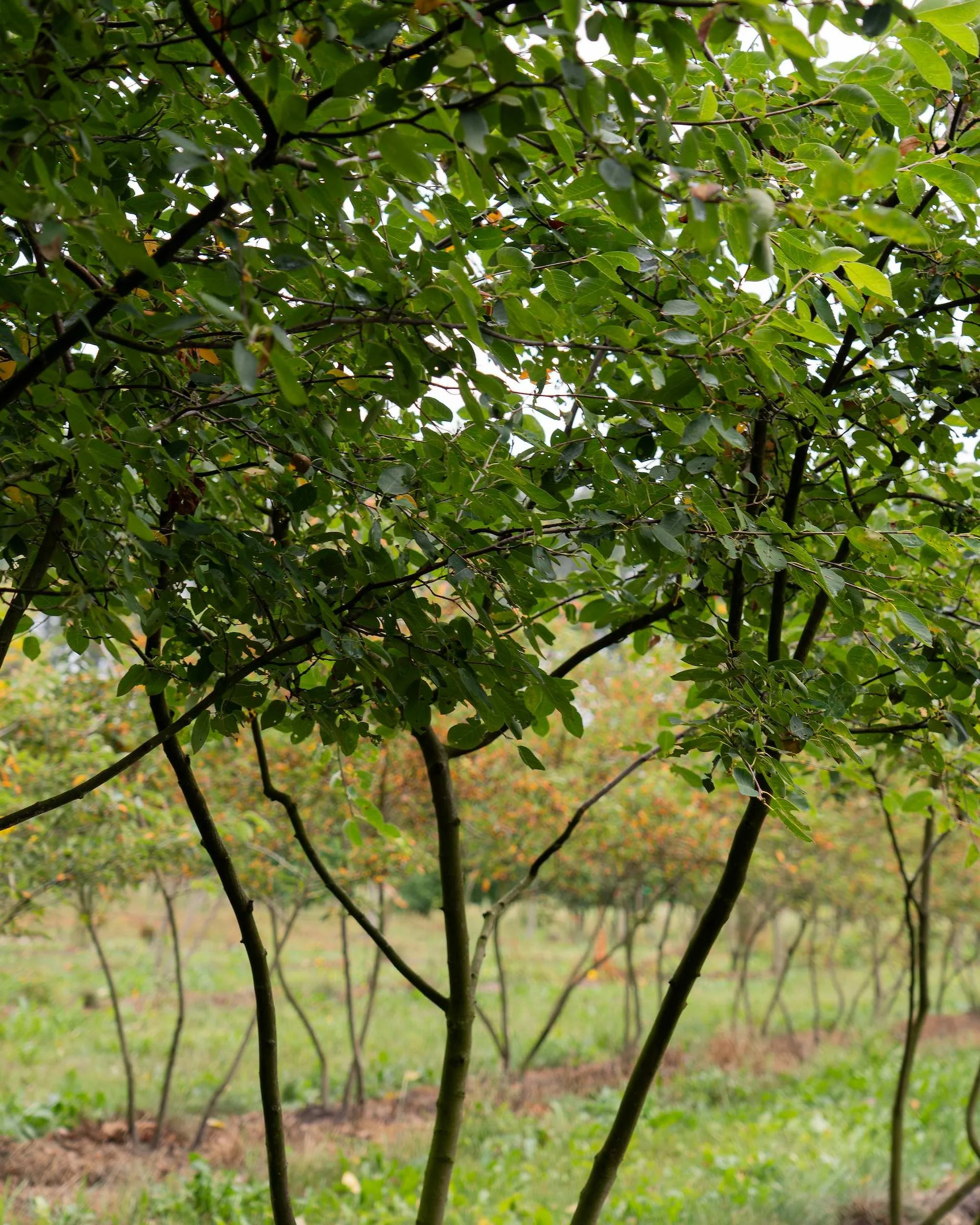 Amelanchier lamarckii Multi-stem Tree at the Form Plants nursery