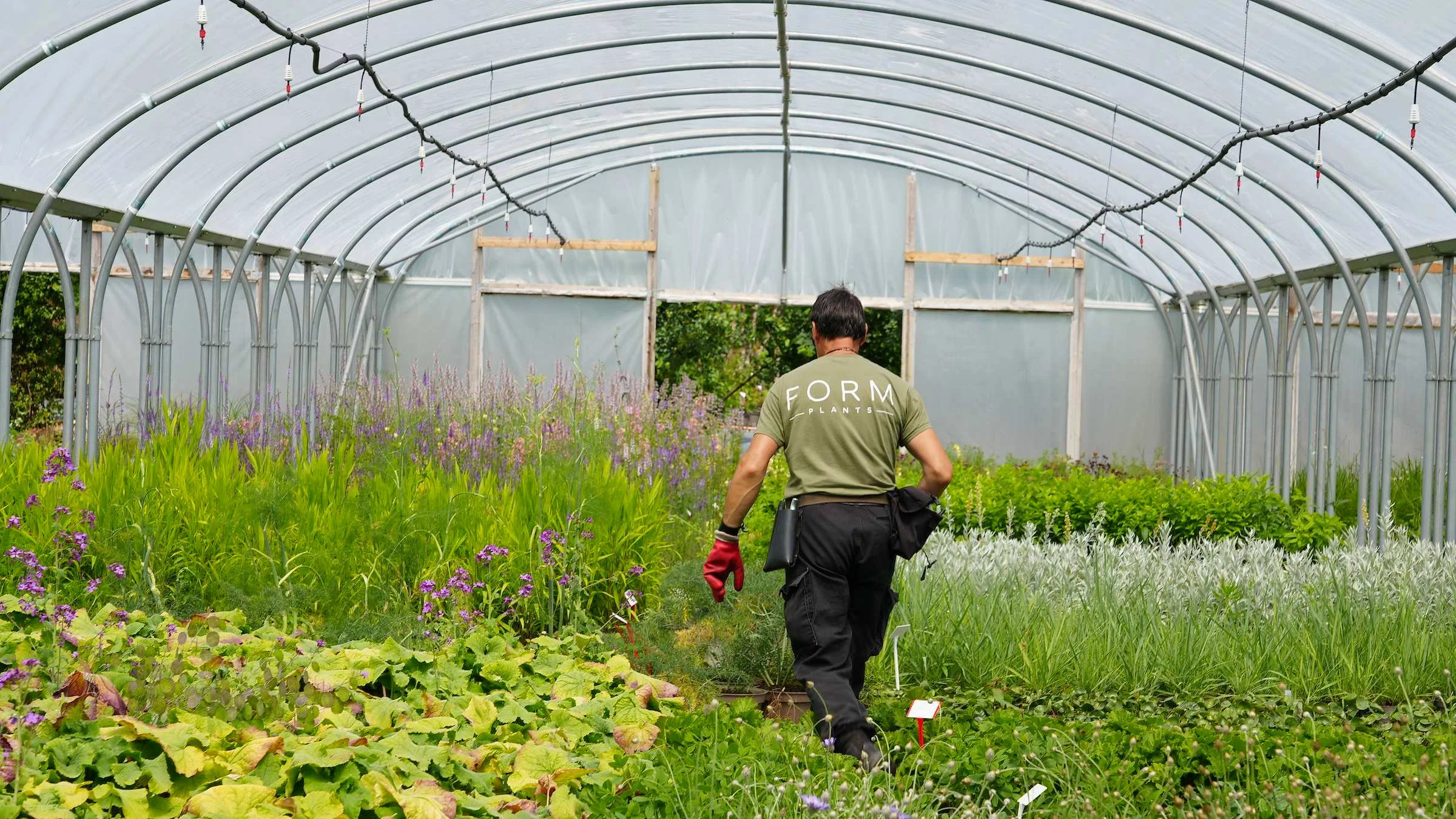 Perennials growing on in a polytunnel at the Form Plants nursery