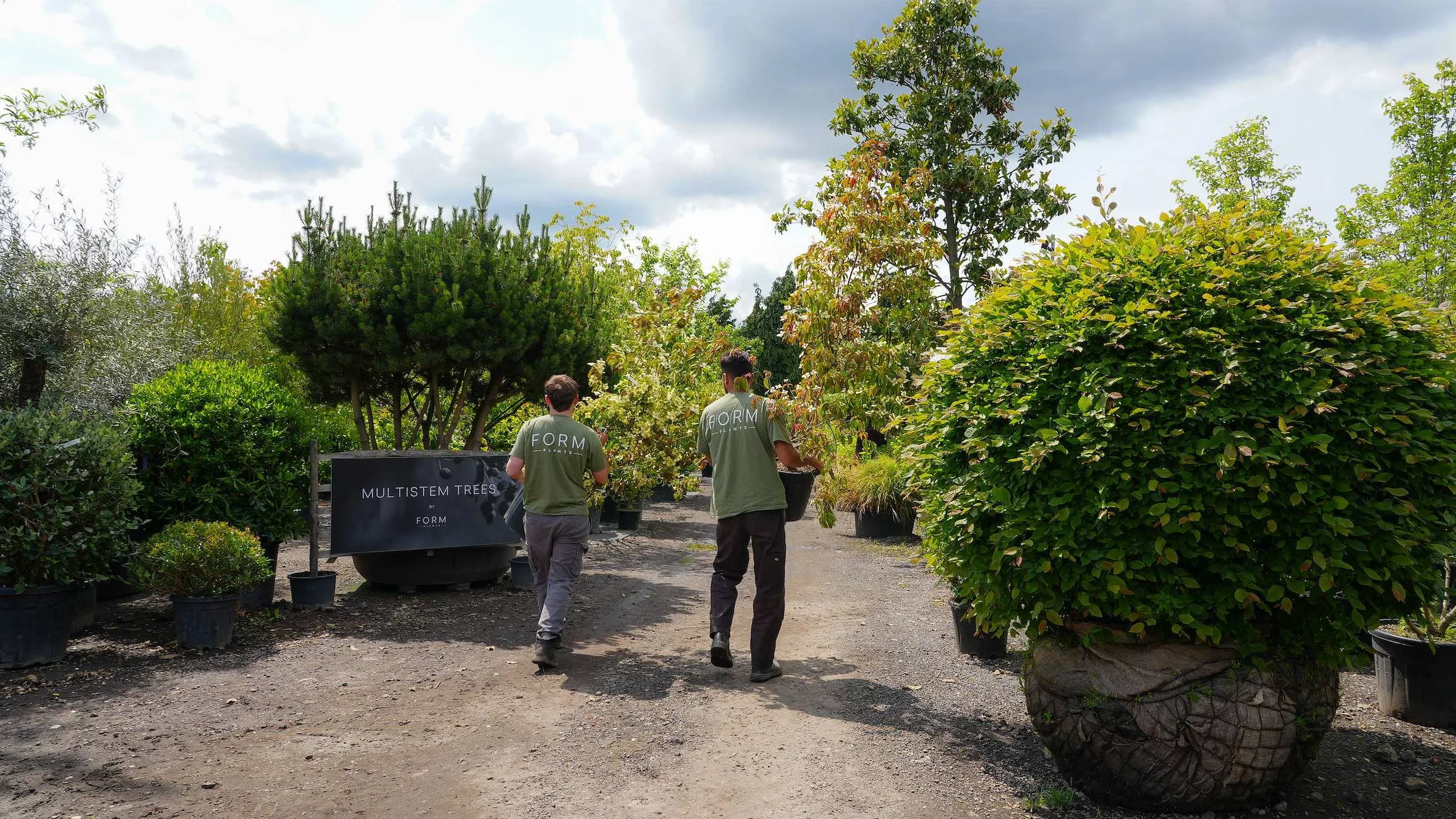 The Form Plants team at work among specimen plants on the nursery