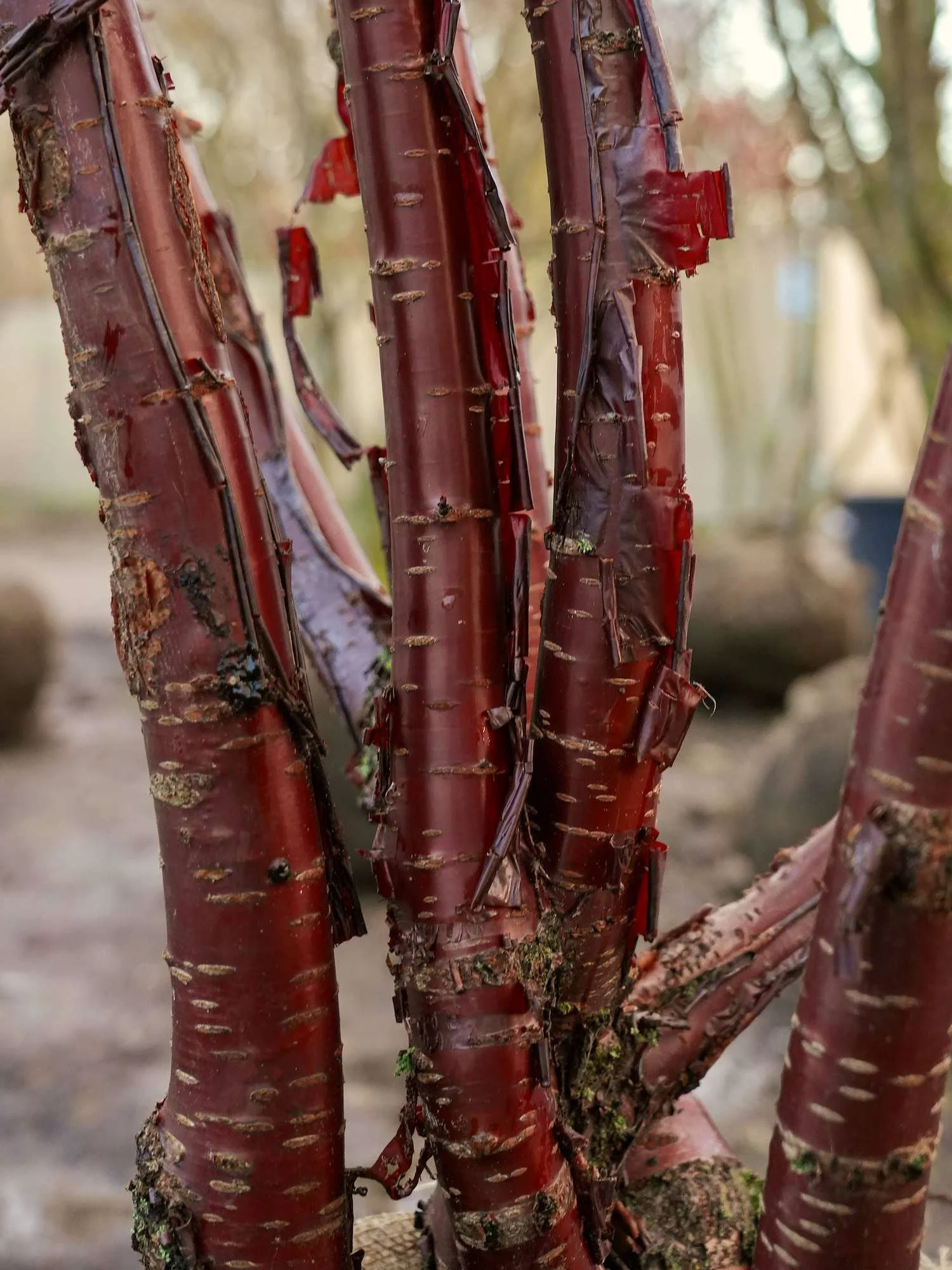 Peeling red bark on the stems of a multi-stem specimen tree, new to the nursery