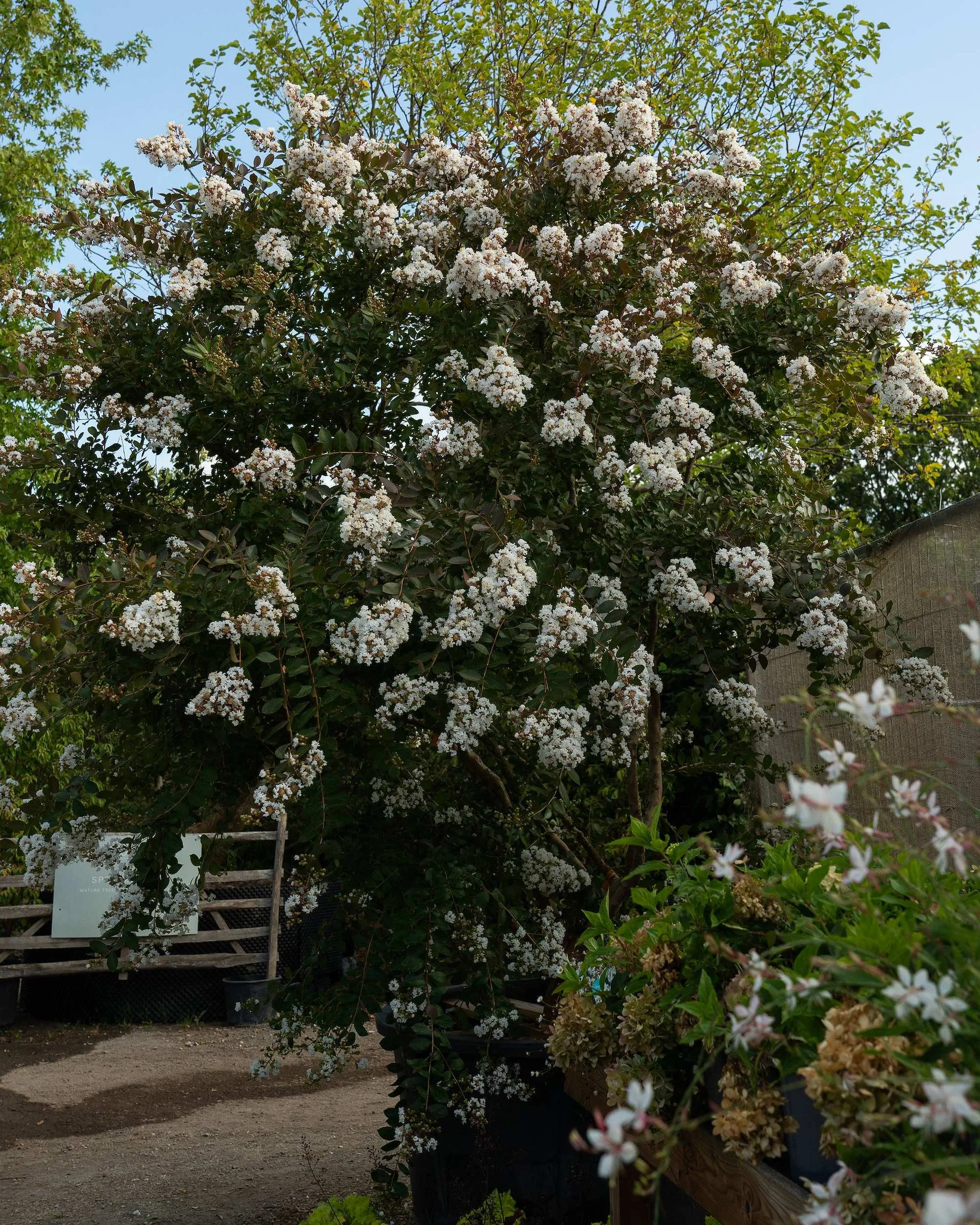 Lagerstroemia indica Multi-stem at the Form Plants nursery