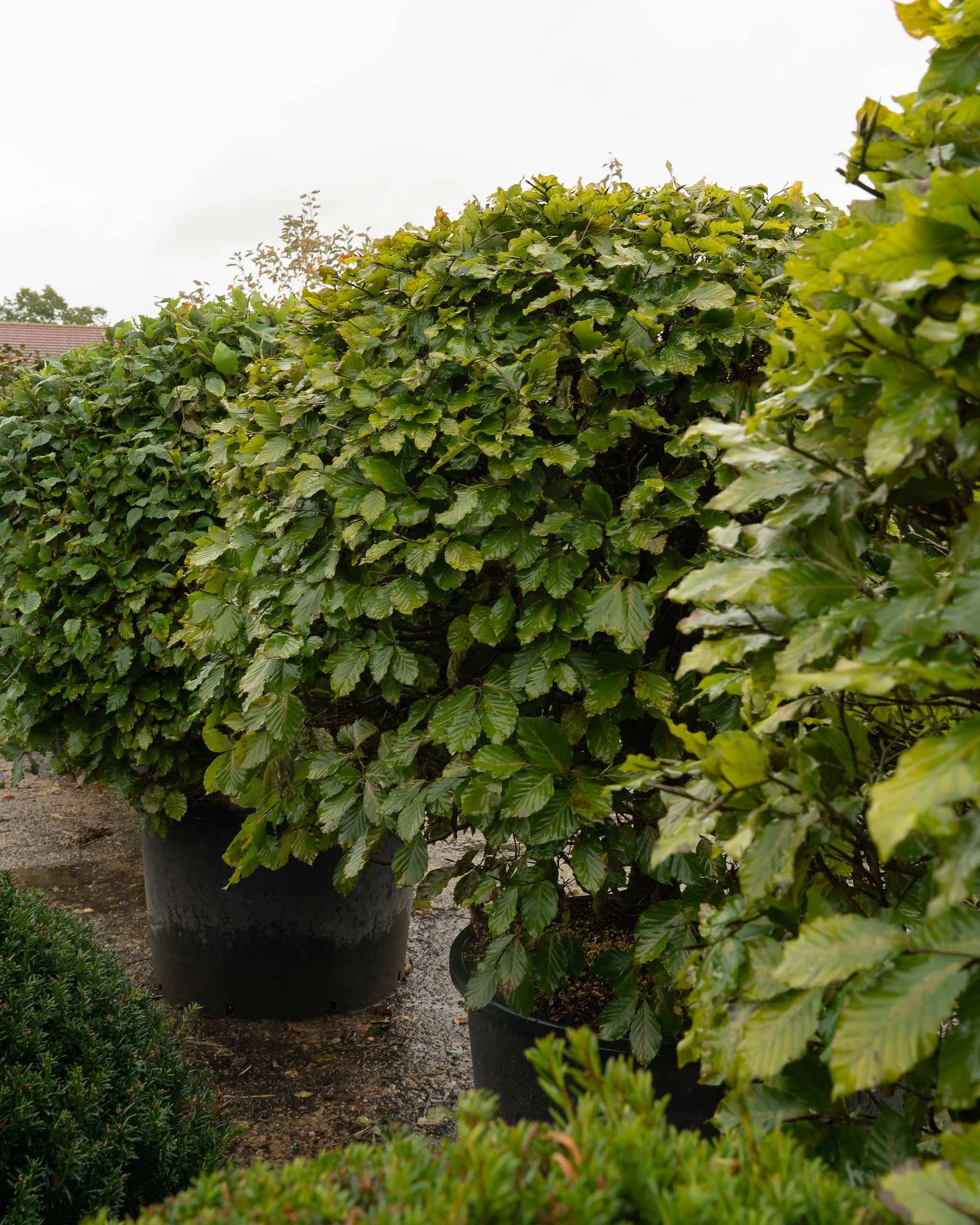 Clipped green beech topiary (Fagus sylvatica) at the Form Plants nursery