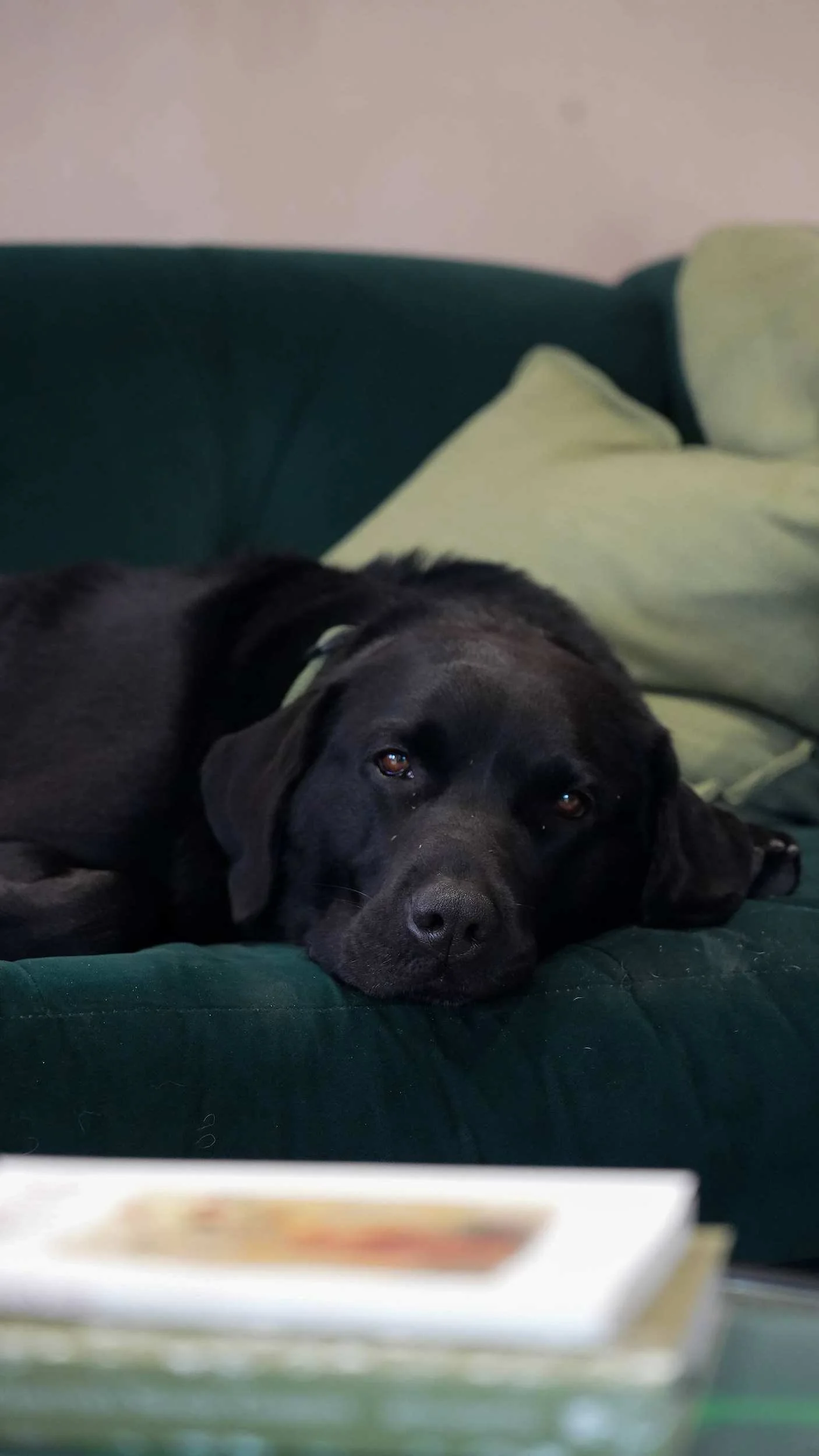 Black Labrador resting on a cushion in the Form Plants Row Town showroom