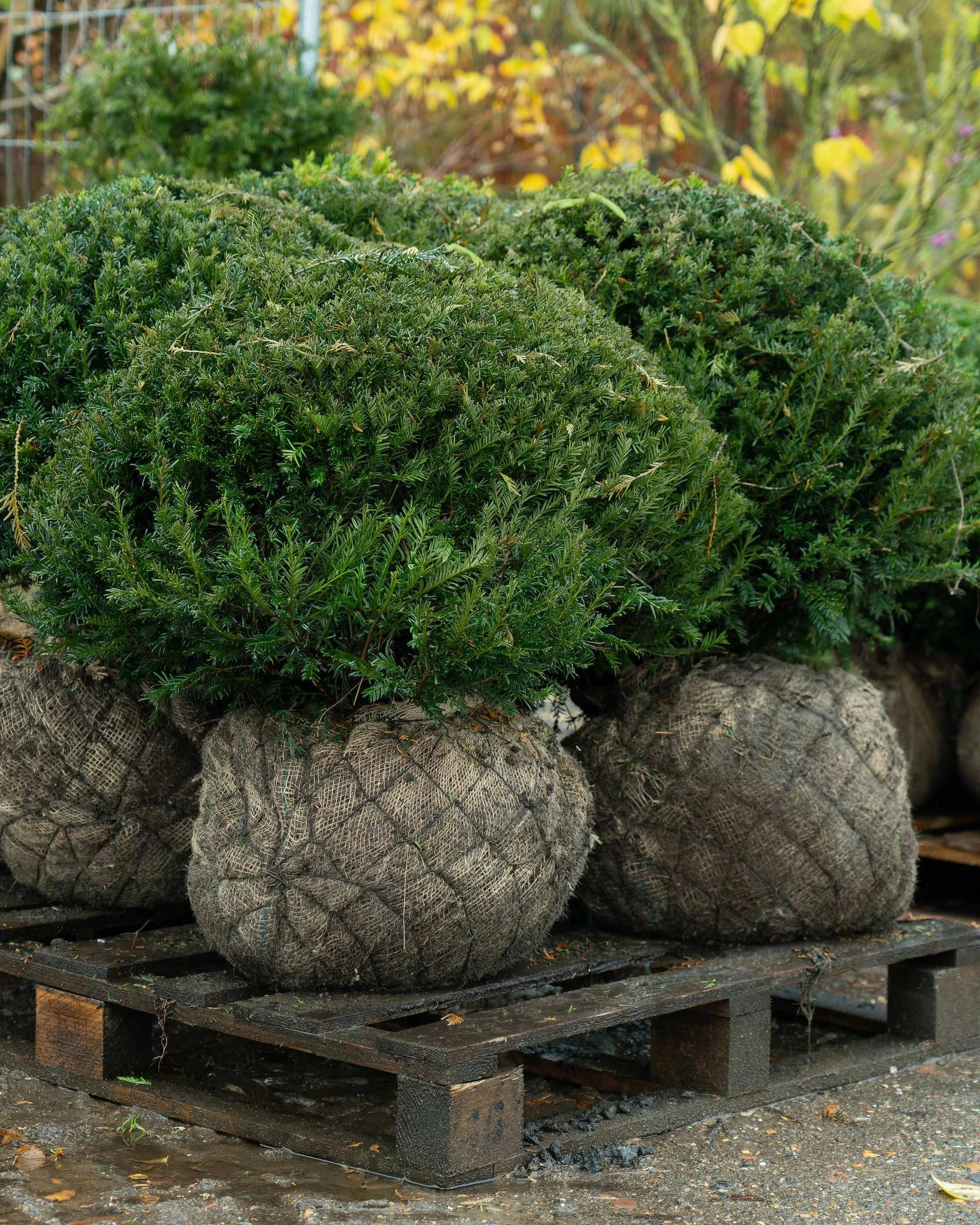 Yew topiary balls (Taxus baccata) at the Form Plants nursery