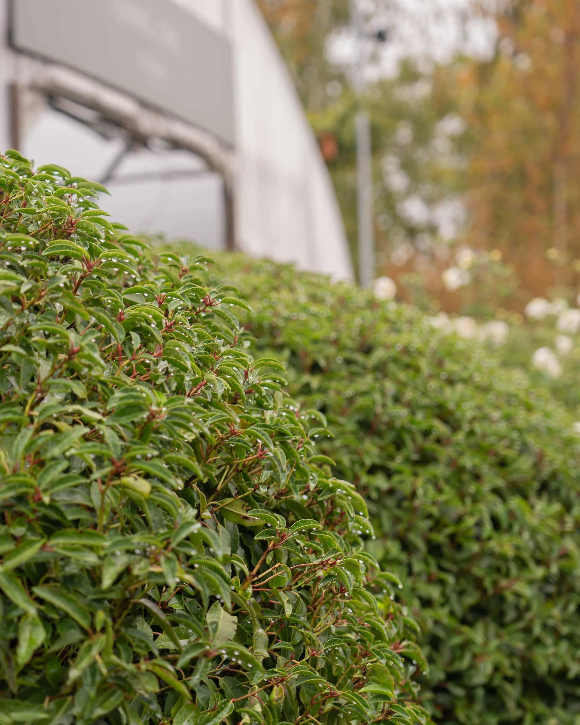 Portuguese laurel topiary domes (Prunus lusitanica) at the Form Plants nursery