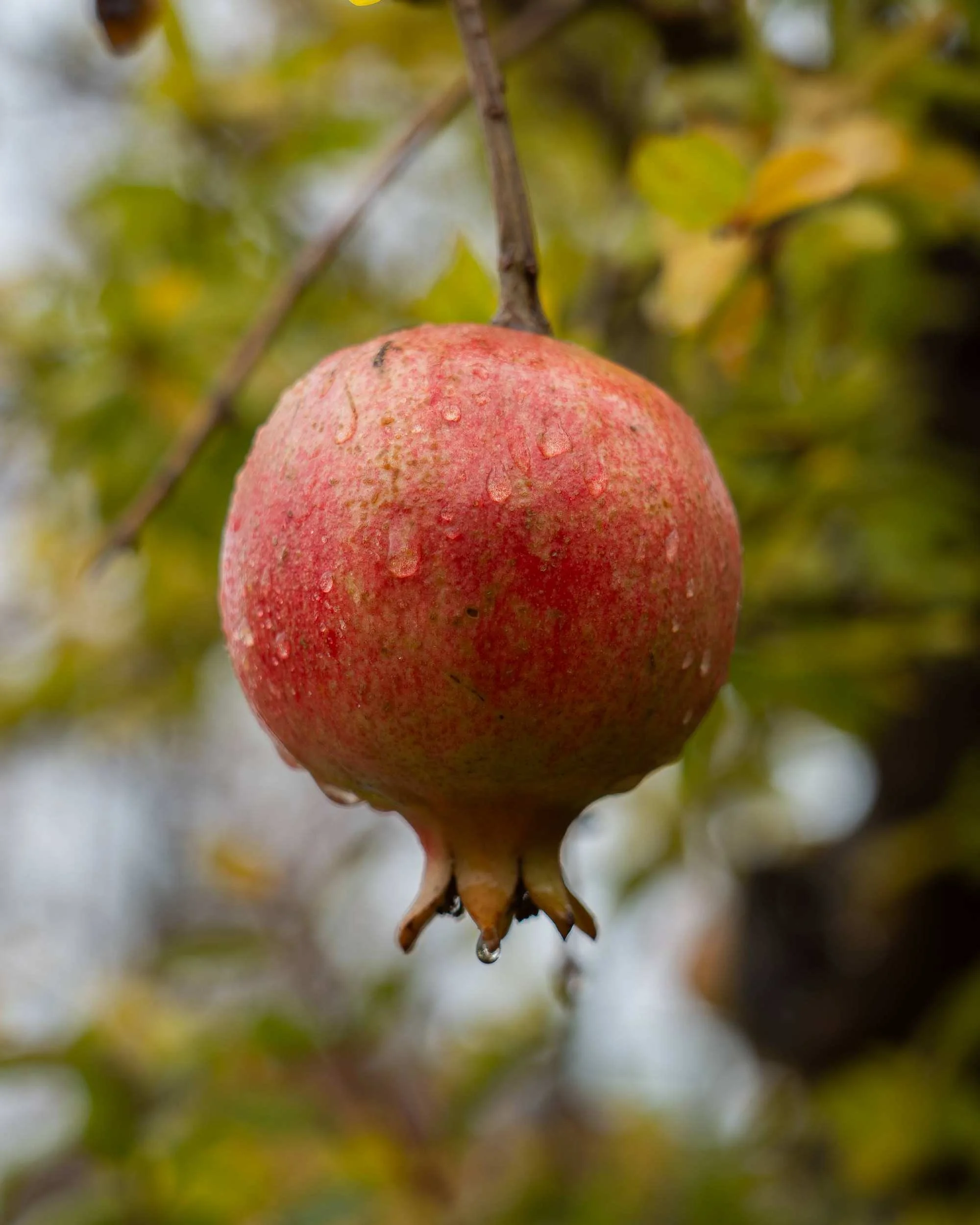 Punica granatum Multi-stem at the Form Plants nursery