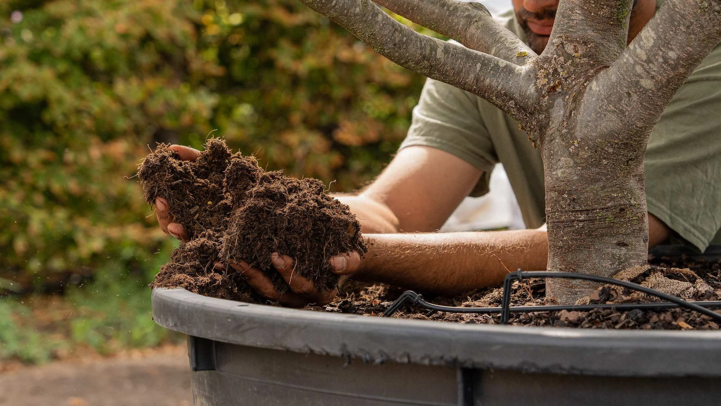 Hands working peat-free compost around the rootball of a multi-stem tree at the Form Plants nursery